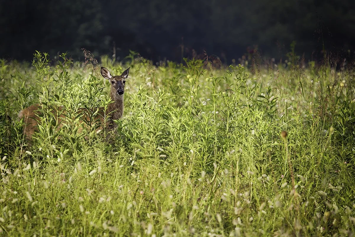 A deer standing in a grassy field with a dark, forested background.