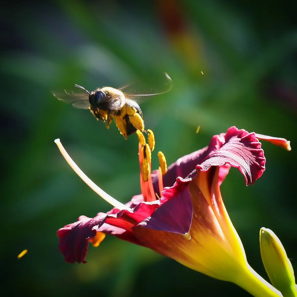 A bee flying near a red flower with yellow stamens against a green background.