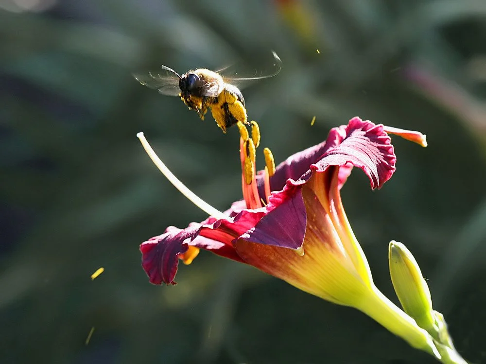 A bee flying above a pink and yellow daylily flower.