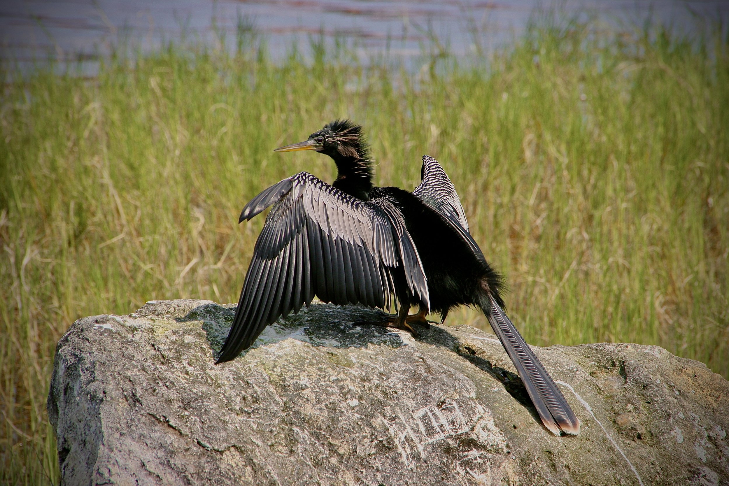 A bird with black and white feathers and a crest, standing on a large gray rock with green grasses and water in the background.