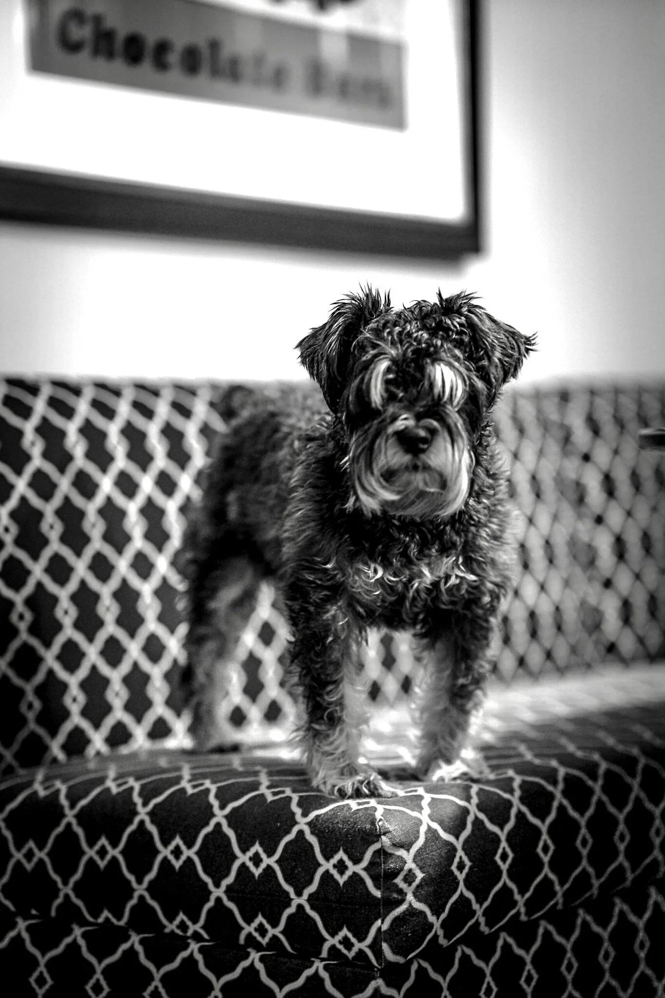 A small, curly-haired dog standing on a patterned cushion in front of a blurred framed picture on the wall.