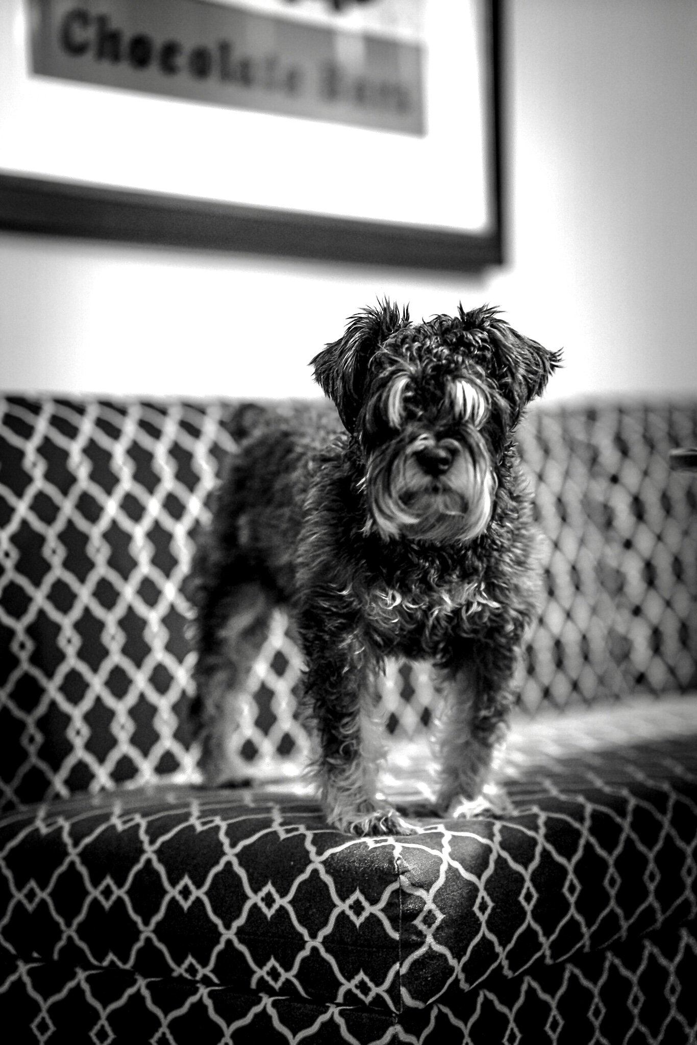 Black and white photograph of a small dog with curly fur standing on a cushioned chair with a patterned fabric. In the background, a framed picture hangs on the wall.