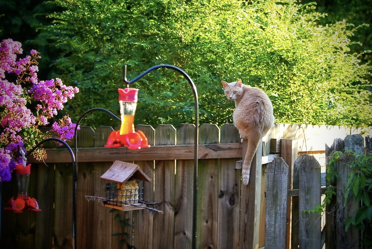 A cat sitting on a wooden fence in a garden with pink flowers and hummingbird feeders hanging nearby, surrounded by green trees.