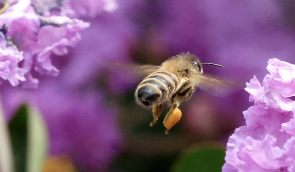 A honey bee in flight carrying nectar near purple flowers.