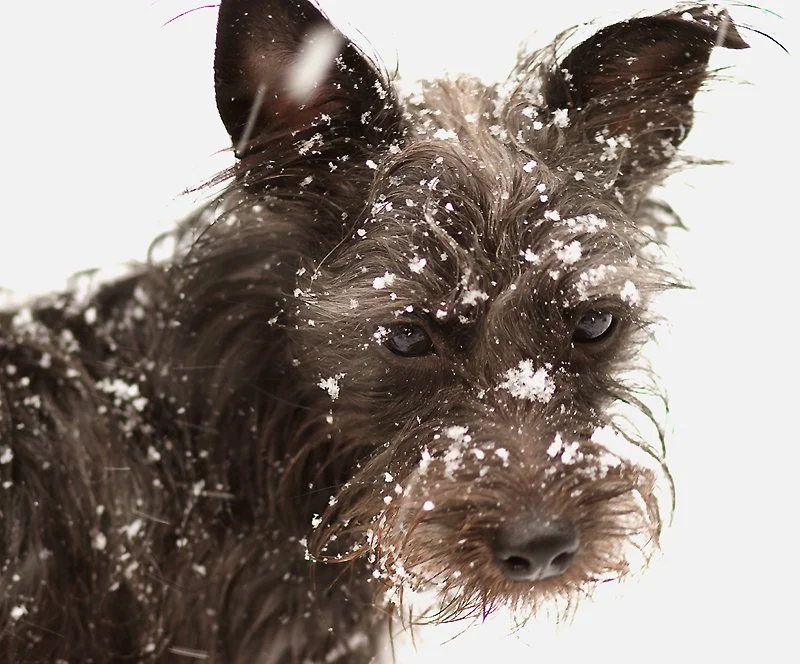 A close-up of a wet, scruffy brown dog with snow on its face and ears, looking directly at the camera.