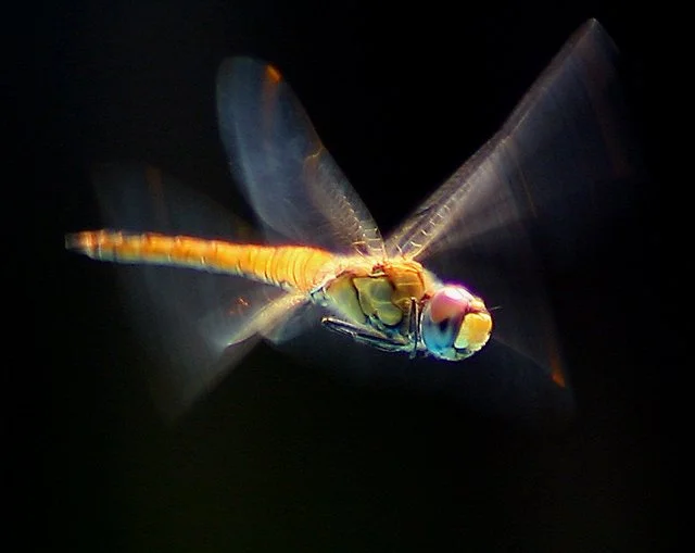 Close-up of a colorful dragonfly in flight against a dark background.