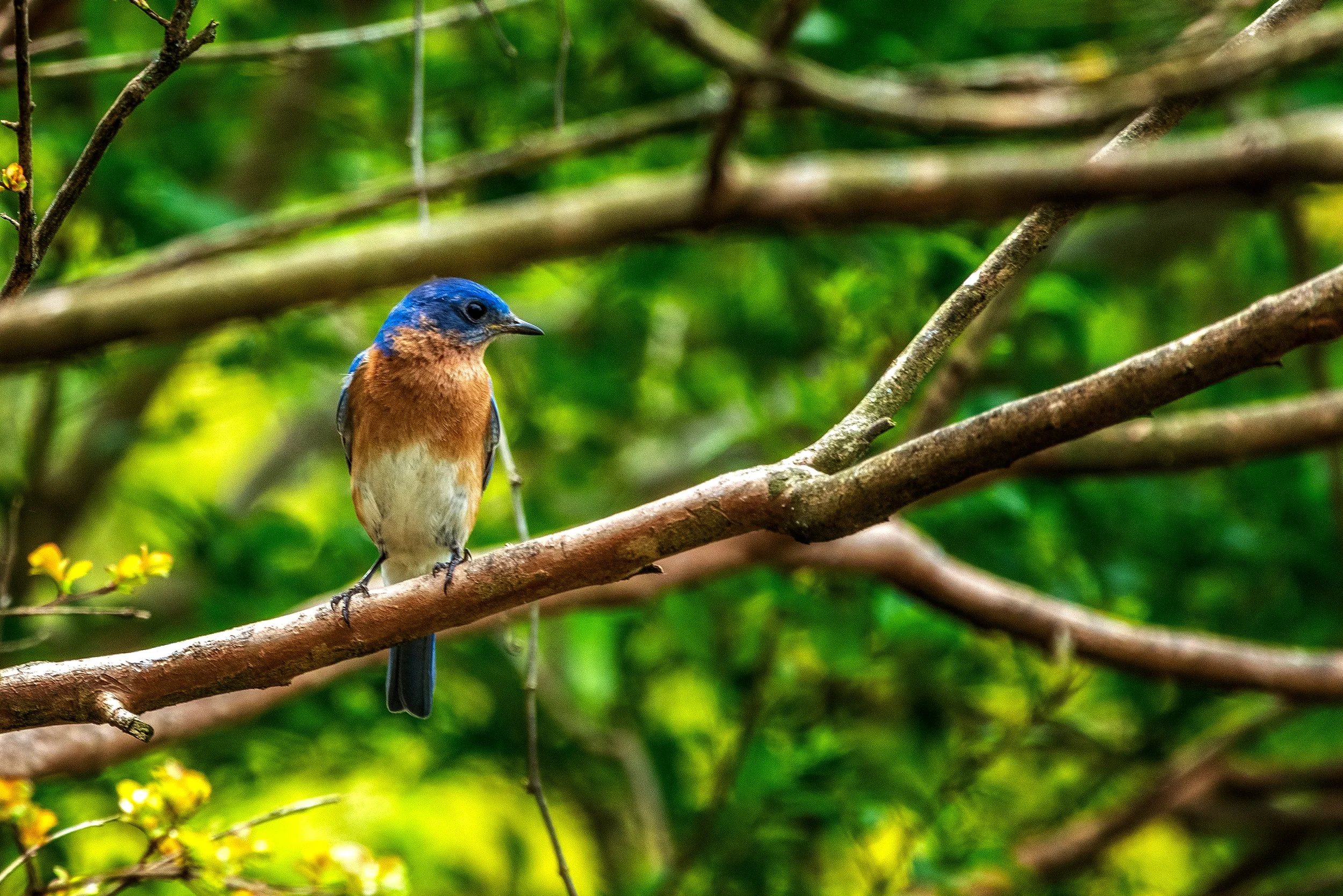 bluebird.jpg