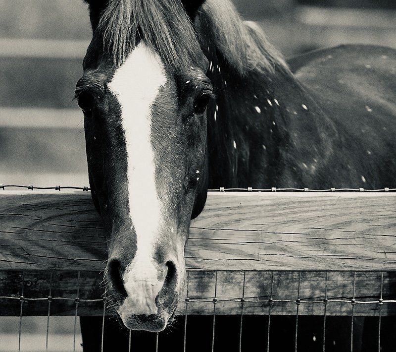 Close-up of a black and white horse standing behind a wooden fence and wire fencing.