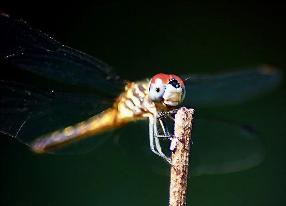 Close-up of a dragonfly perched on a branch against a dark background.