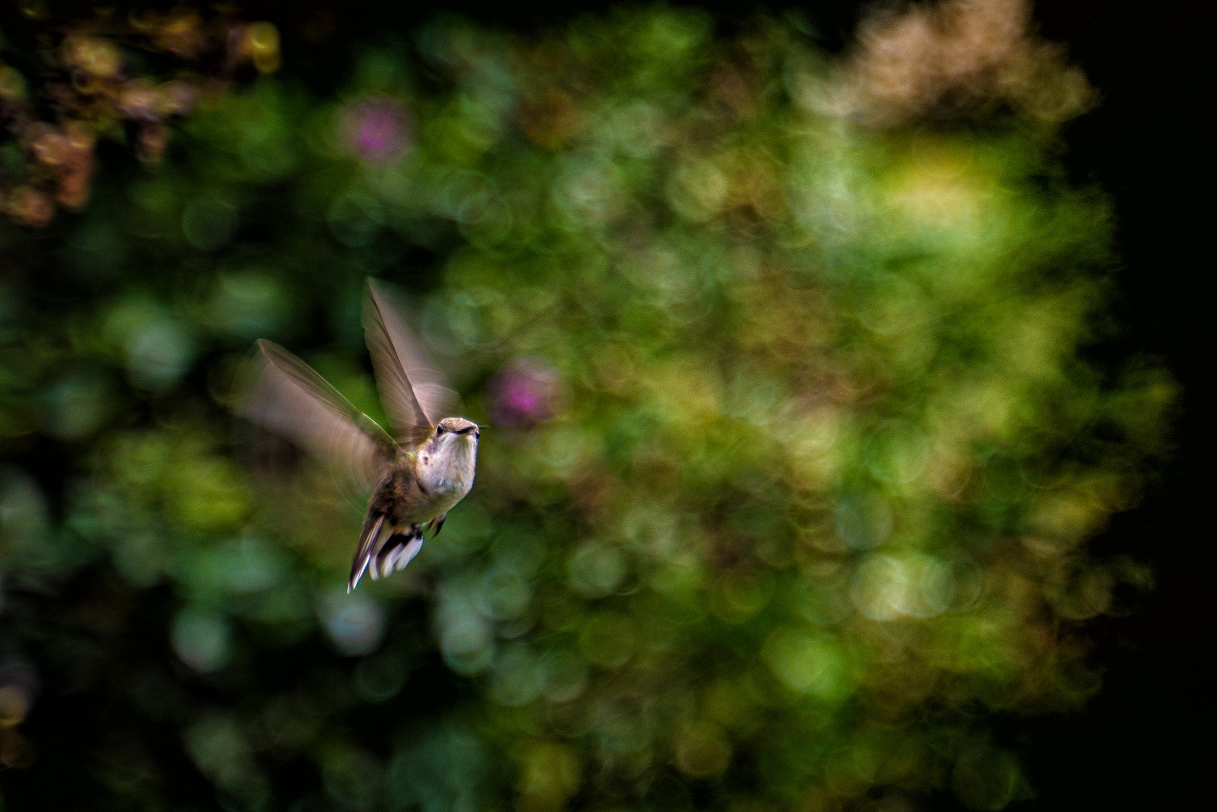 A hummingbird is hovering with blurred wings in front of a vibrant, bokeh background of green foliage and purple flowers.