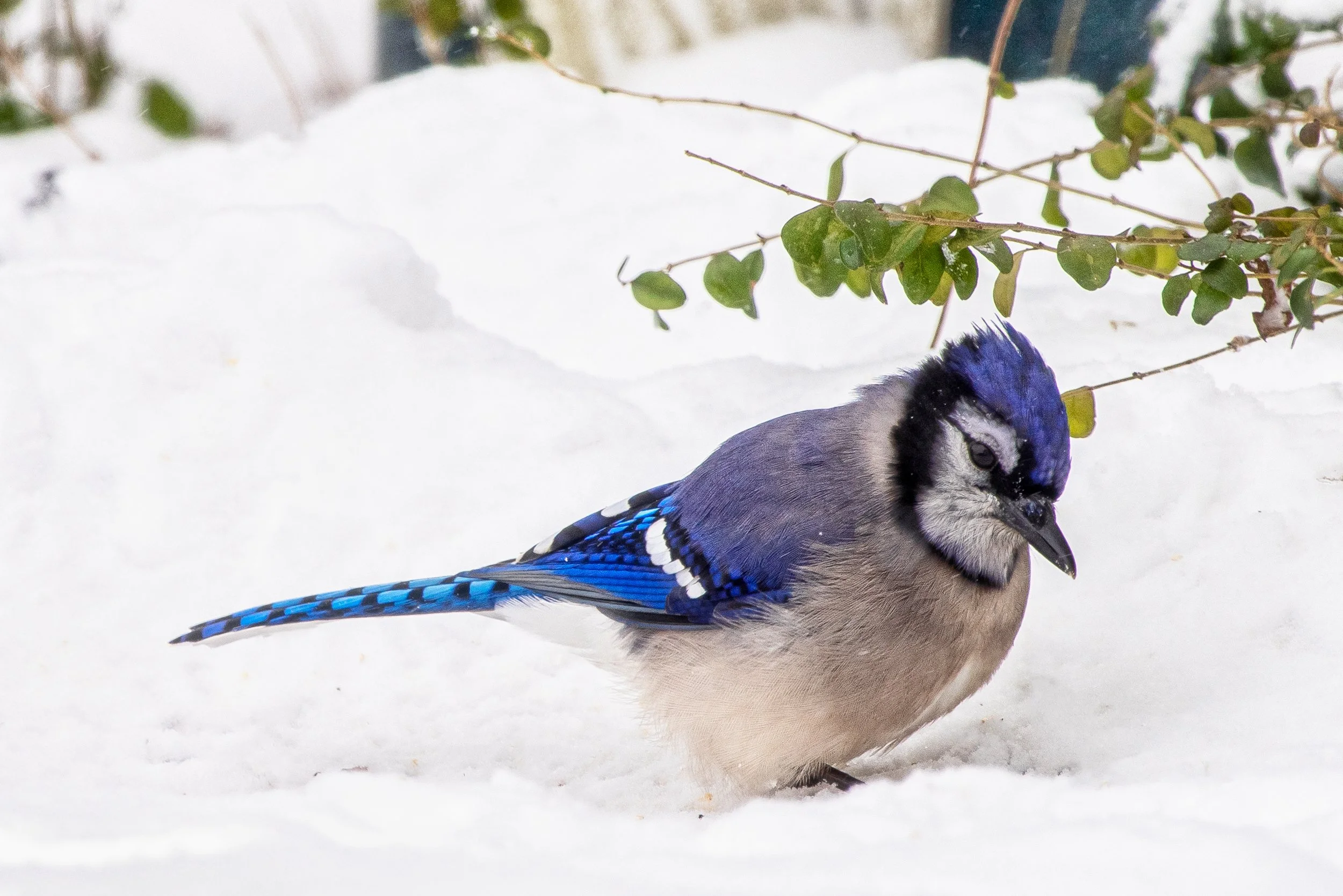 Close-up of a blue jay bird on snow, with green leafy branches above.