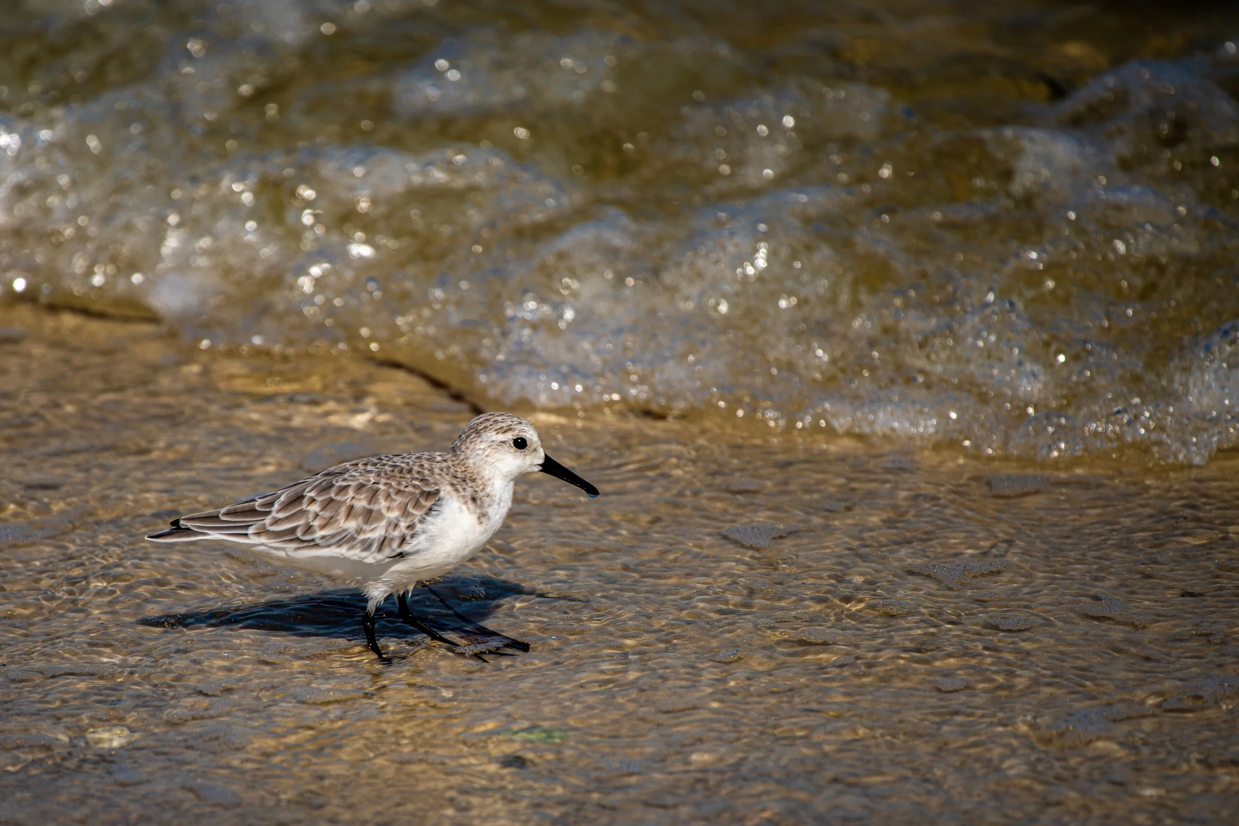 A small shorebird with brown and white feathers standing on wet sandy beach near the water, with small gentle waves in the background.