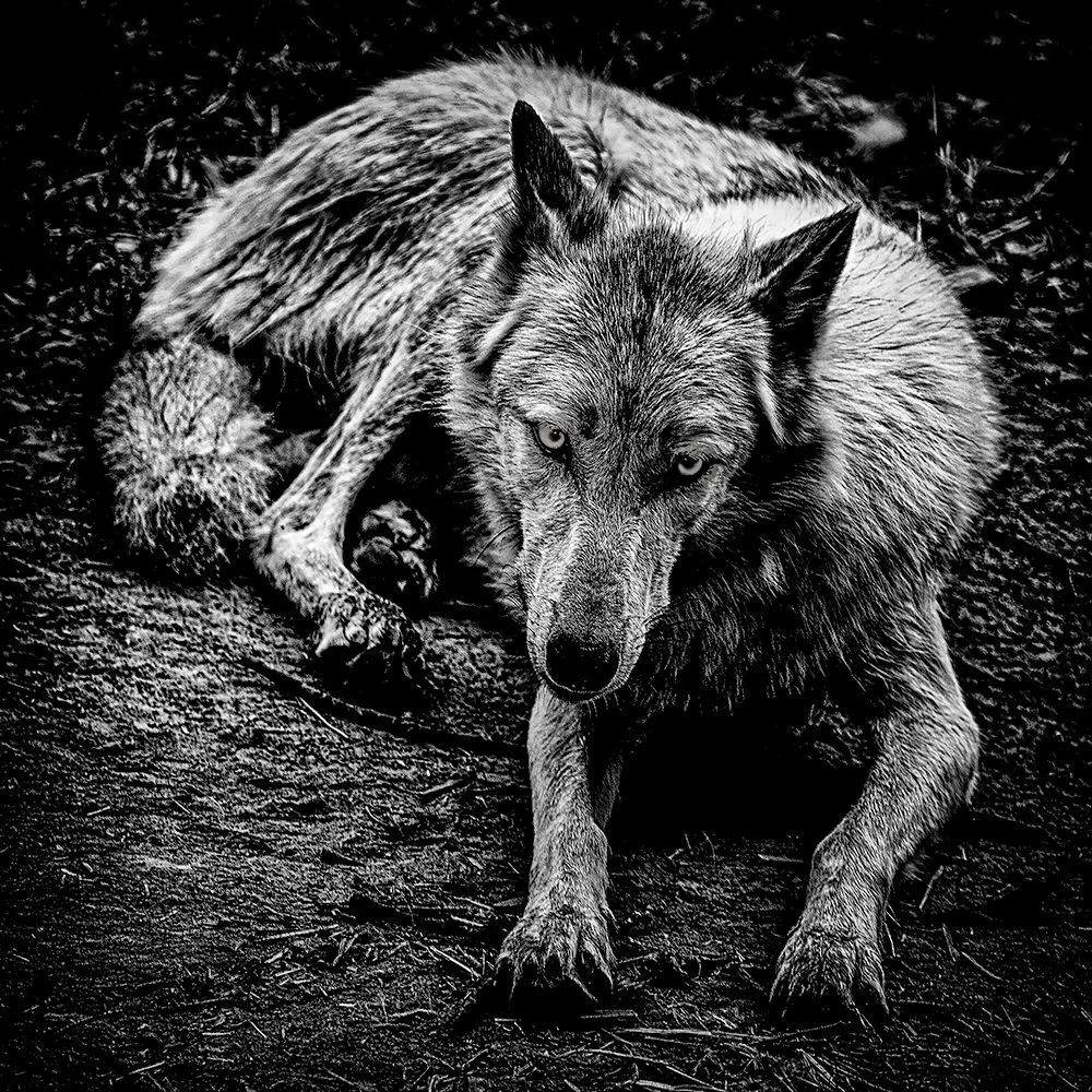 A black and white image of a wolf lying on the ground, looking directly at the camera with piercing eyes.