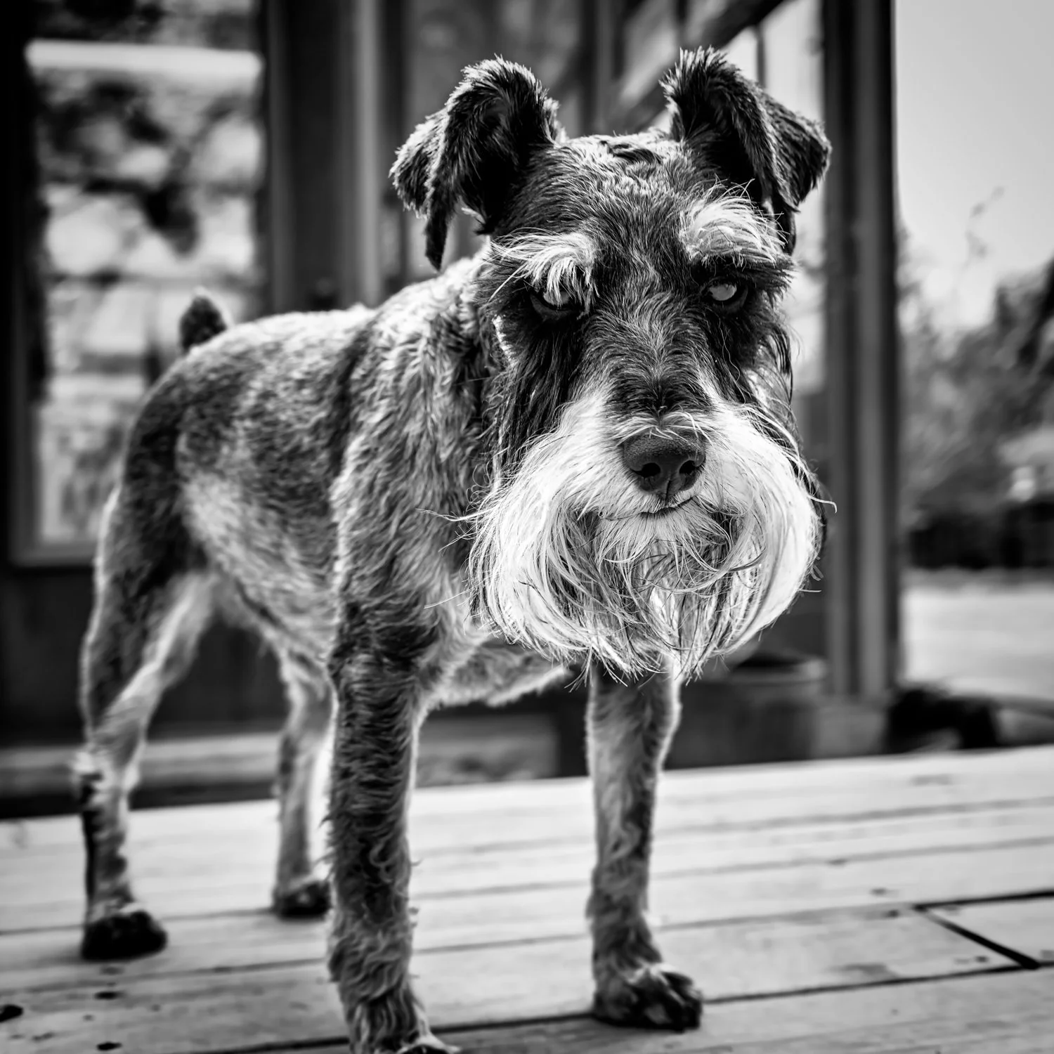 A black and white photo of a scruffy, medium-sized dog with a beard and expressive eyes, standing on a wooden deck in front of a house.