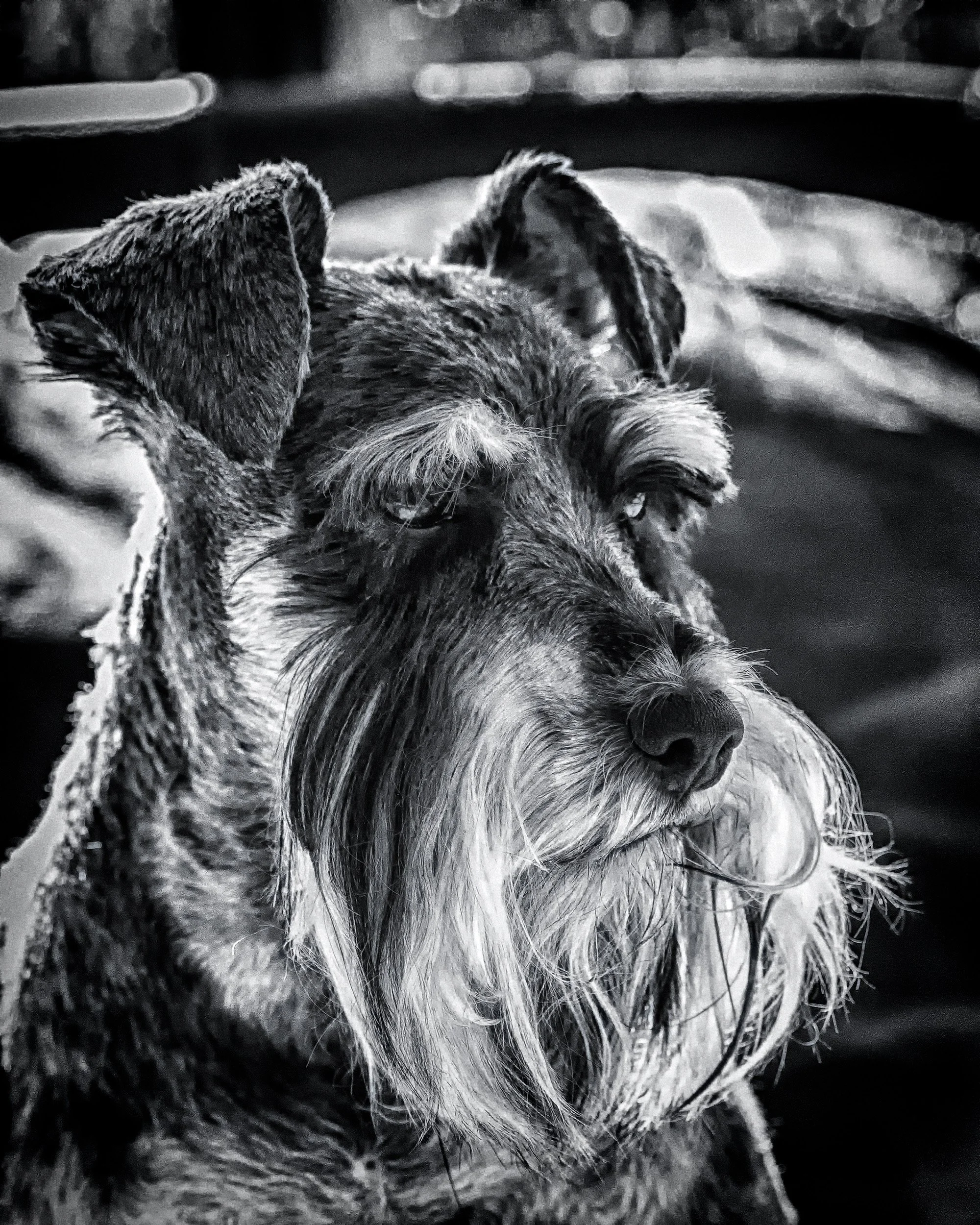 A close-up black and white photo of a dog with its eyes closed, wet fur, and long whiskers, resting its head on a surface.