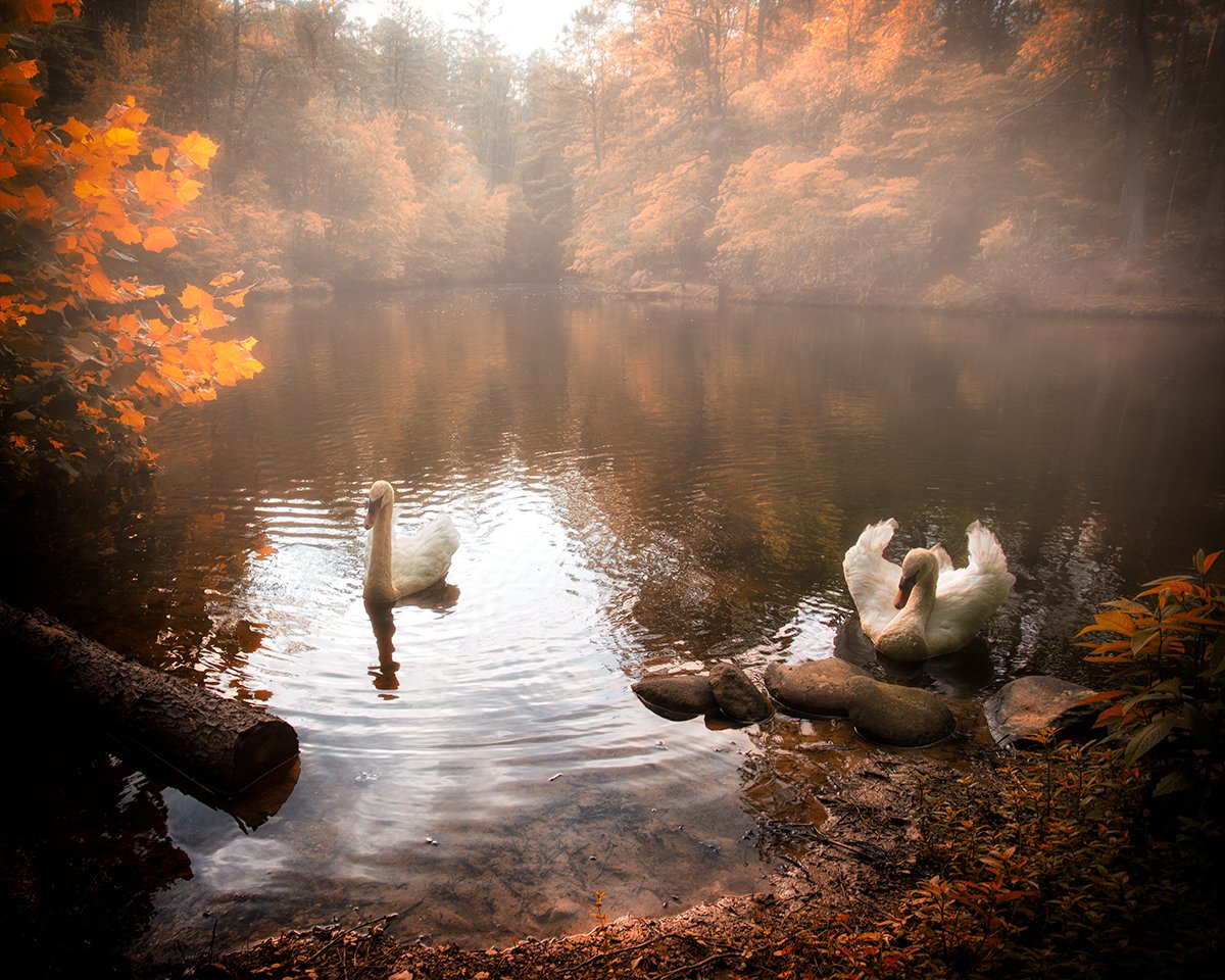 Two white swans swimming in a calm, foggy lake surrounded by autumn foliage