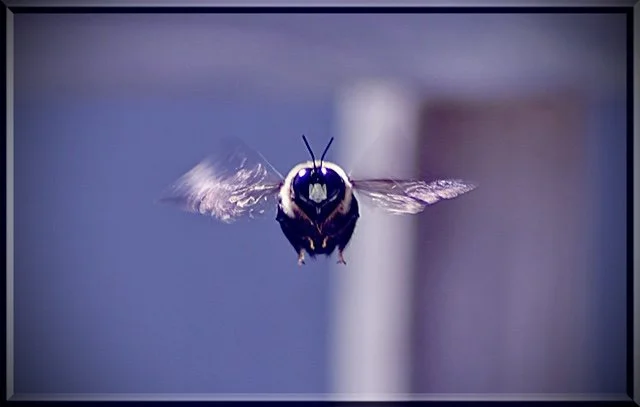 Close-up of a bee in mid-flight with a blurred background.