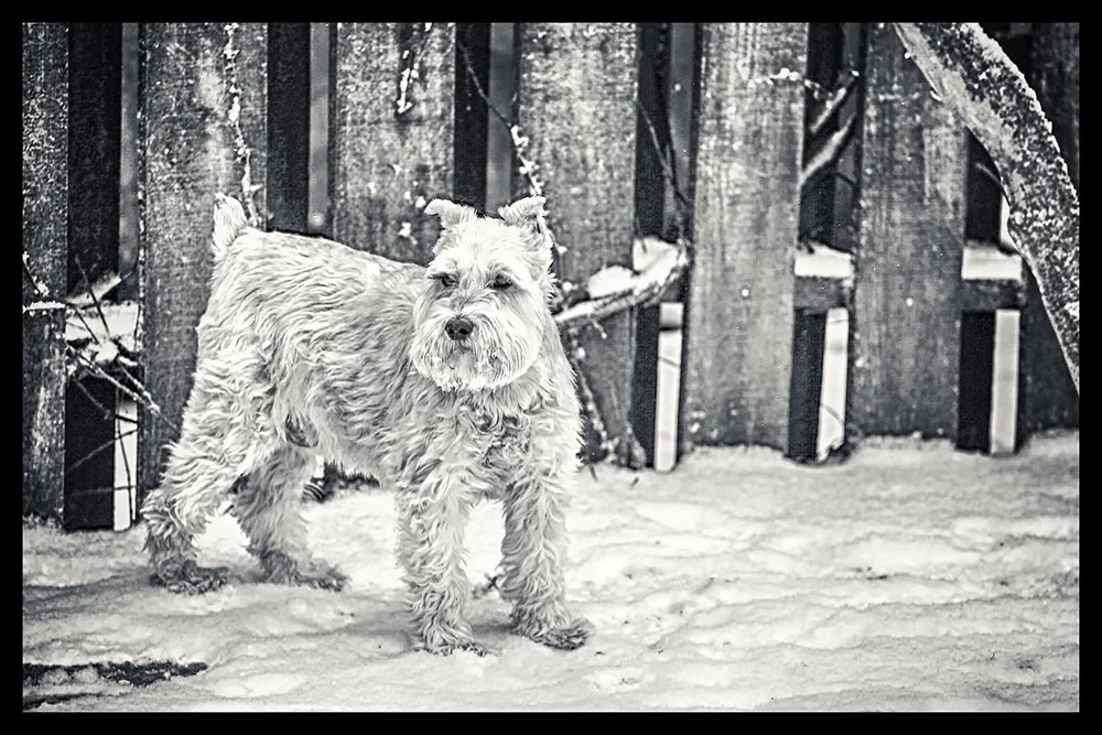 A dog standing in the snow next to a wooden fence.