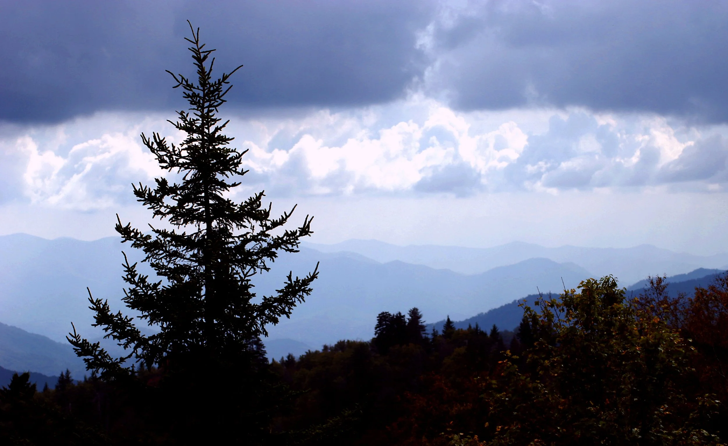 A solitary evergreen tree standing on a hillside, with a backdrop of layered mountains under a cloudy sky.
