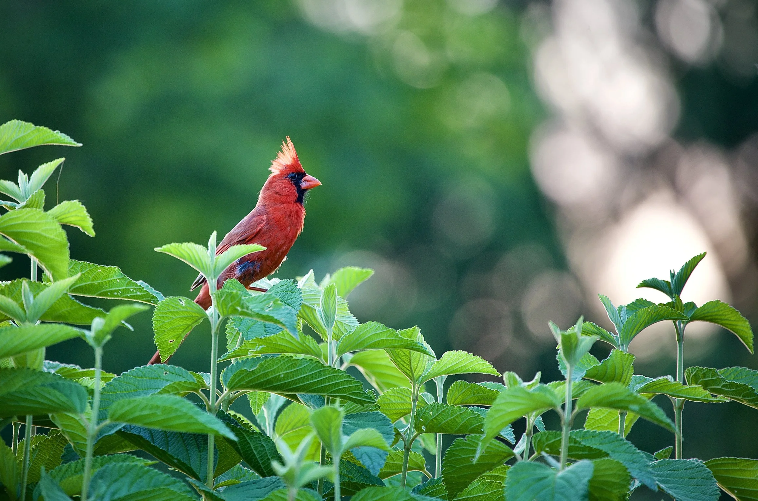 A vivid red cardinal bird with a distinctive crest perched among lush green leaves, with a blurred light-filled background.