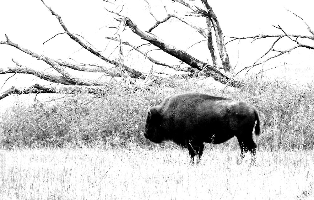 A bison standing in a grassy field with fallen tree branches and dry bushes in the background.
