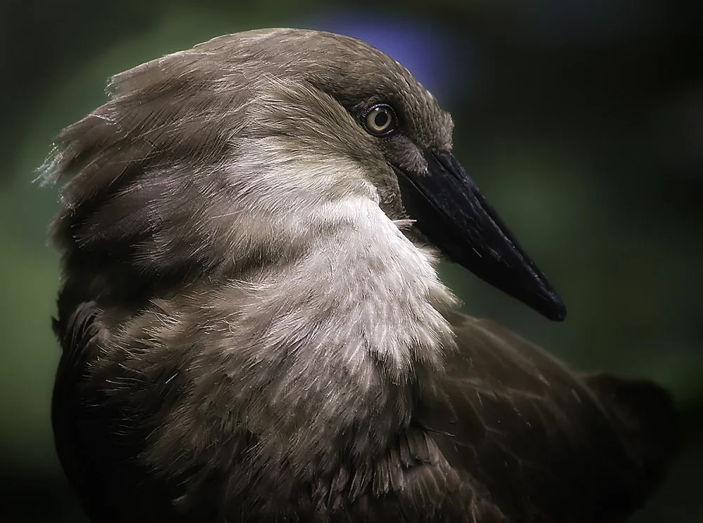 Close-up of a bird with a long black beak, brown feathers, and white around the neck, with a blurred green background.