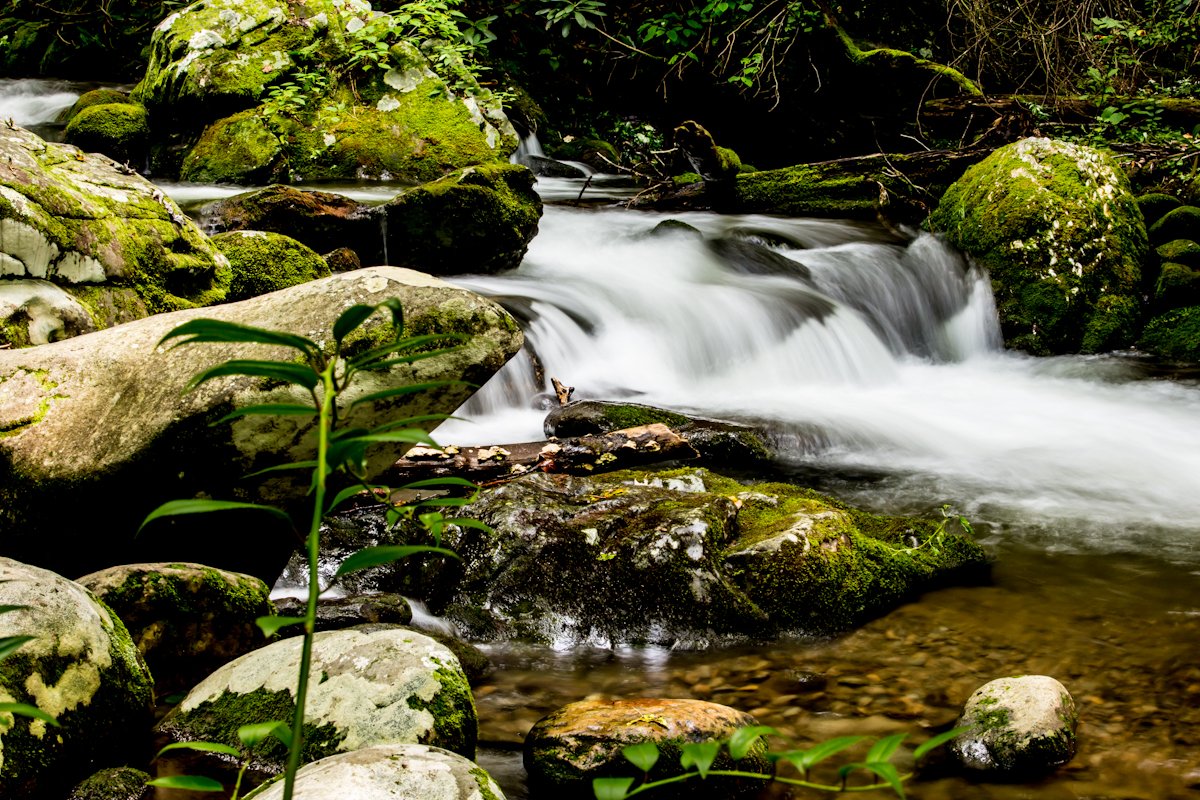 A flowing creek with white water moving over moss-covered rocks surrounded by greenery in a forest.