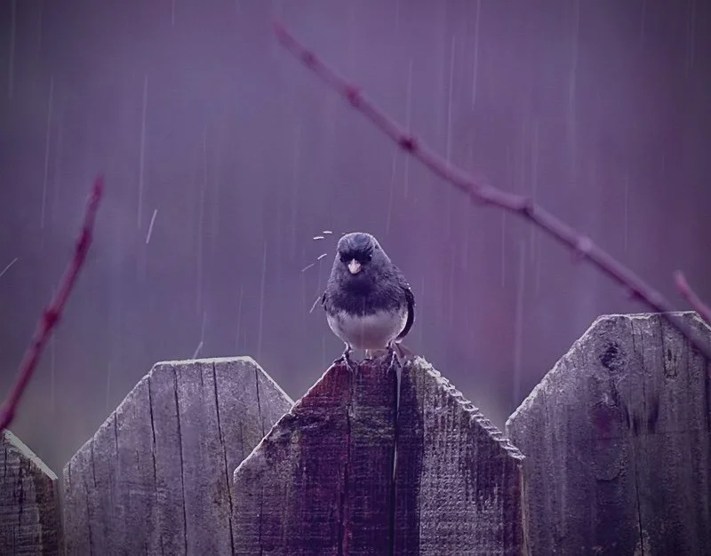 A small bird sitting on a weathered wooden fence during a rainy day, with rain streaks visible in the background.