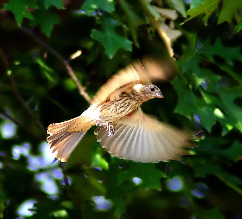 A small bird in flight among green leaves, showing its wings and striped brown and beige plumage.