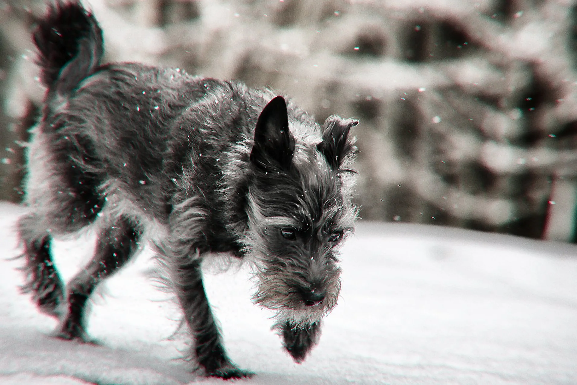 A dog is running through snow with trees in the background, winter scene.