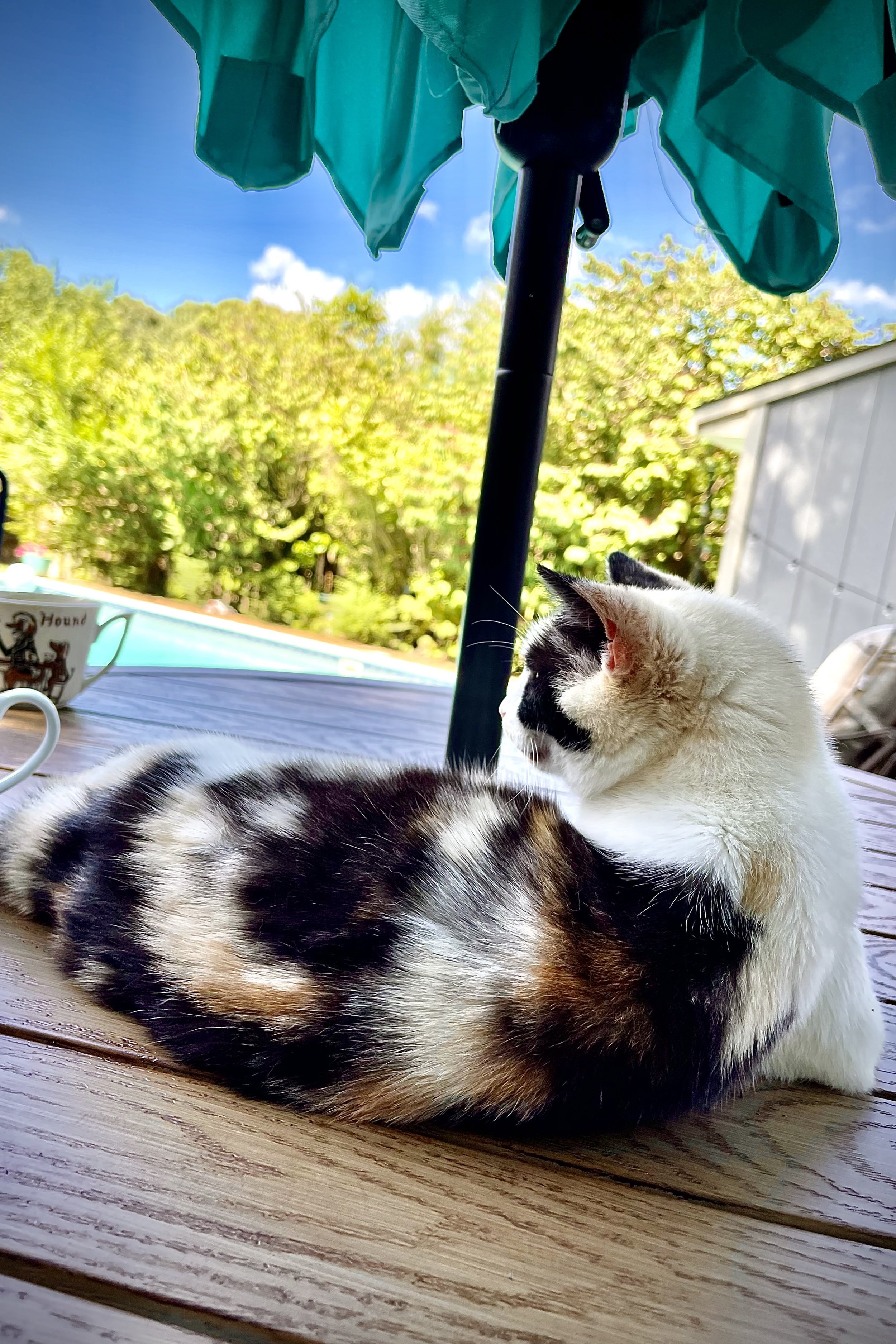 A calico cat laying on a wooden surface outside, with colorful trees and a blue sky in the background. Part of a cloudy sky and a structure are also visible in the background.