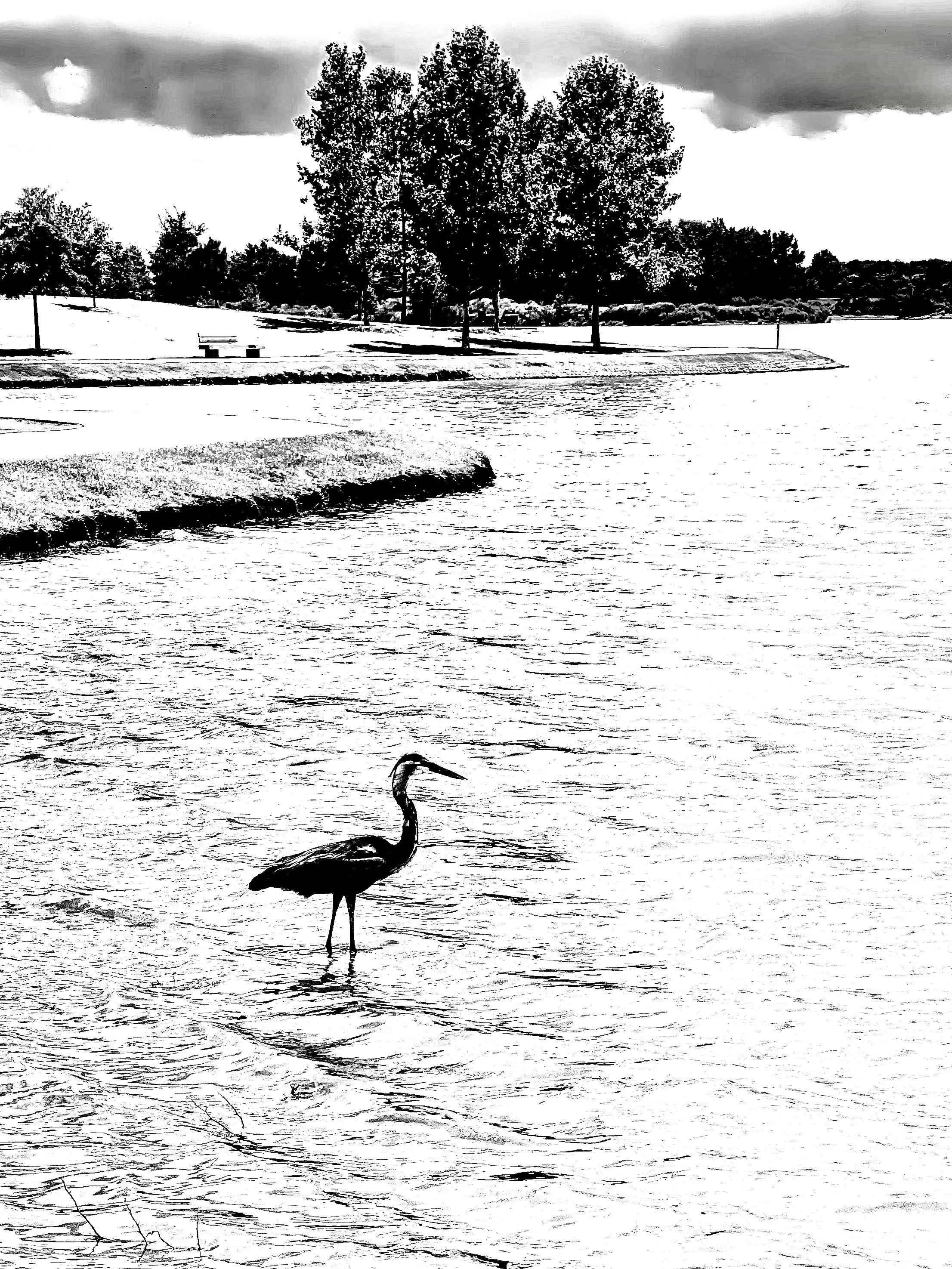 A black and white image of a heron standing in water near the shore, with trees and cloudy sky in the background.