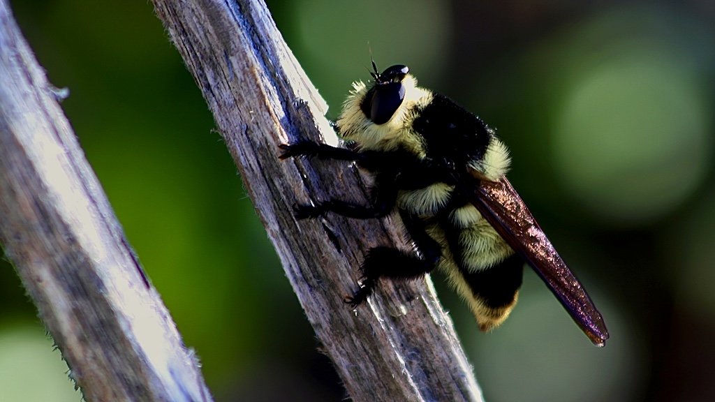 Close-up of a bumblebee with black and yellow fuzzy body and transparent wings, perched on a rough tree branch.