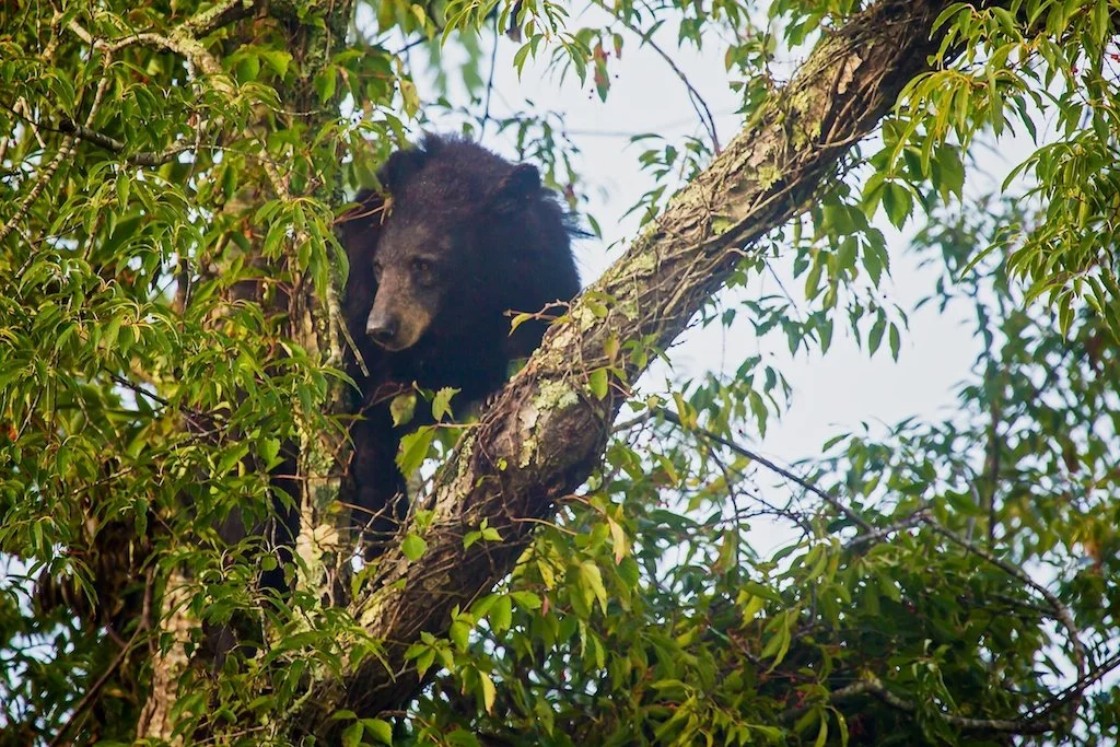 A black bear is perched in a tree among green leaves, looking down through the branches.