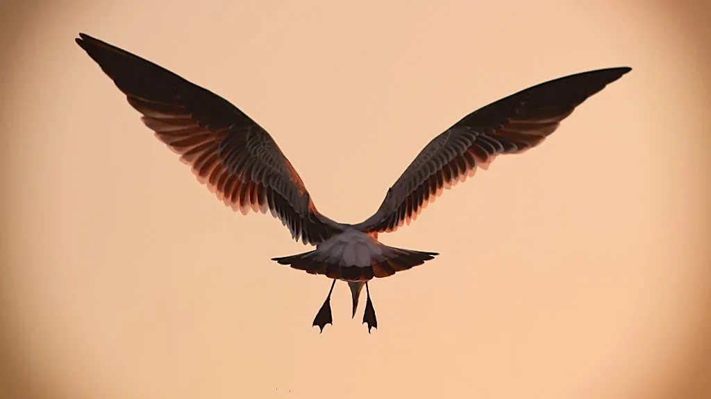 A bird in flight with outstretched wings against a soft, peach-colored sky.