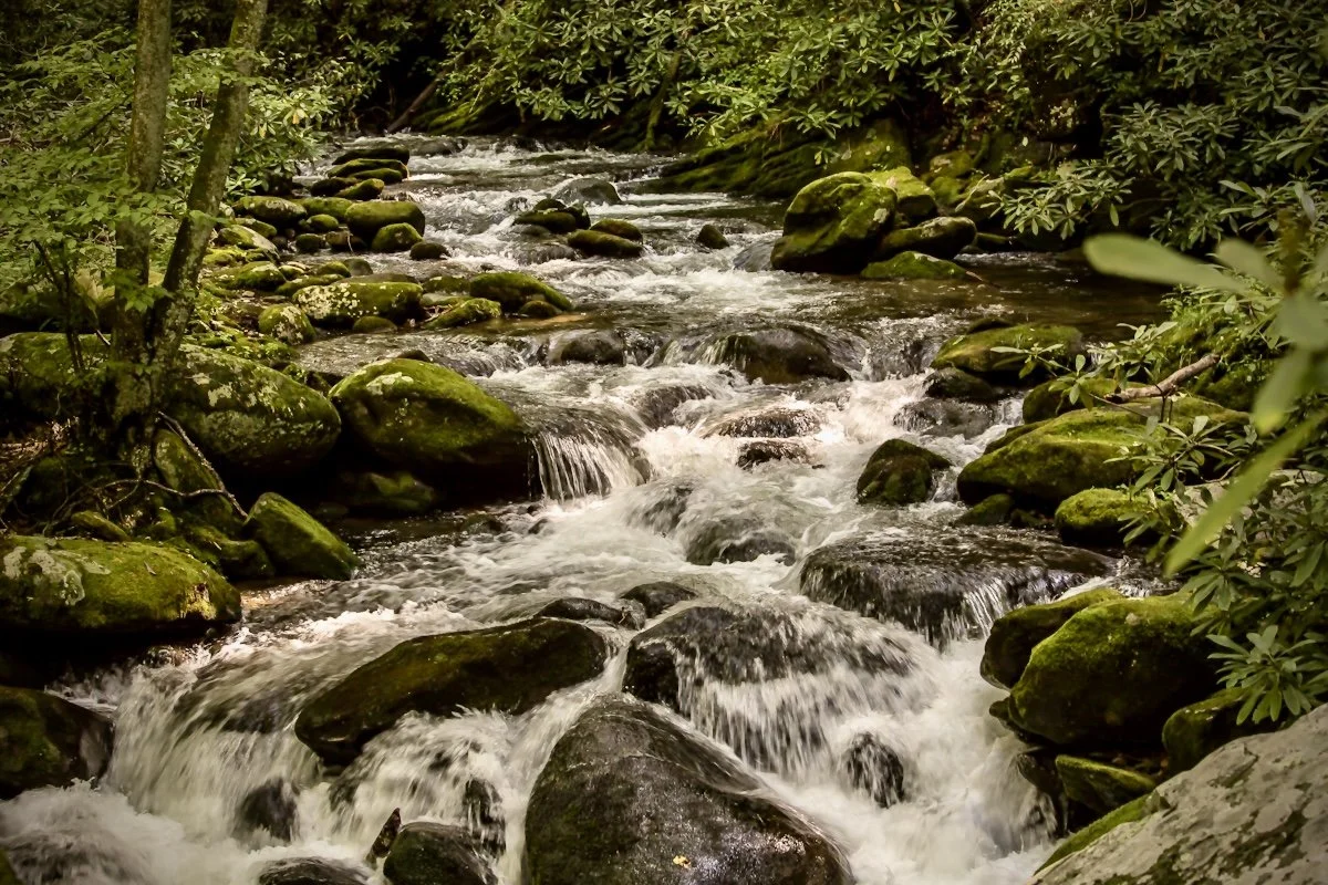 A mountain stream flowing over moss-covered rocks in a lush green forest.