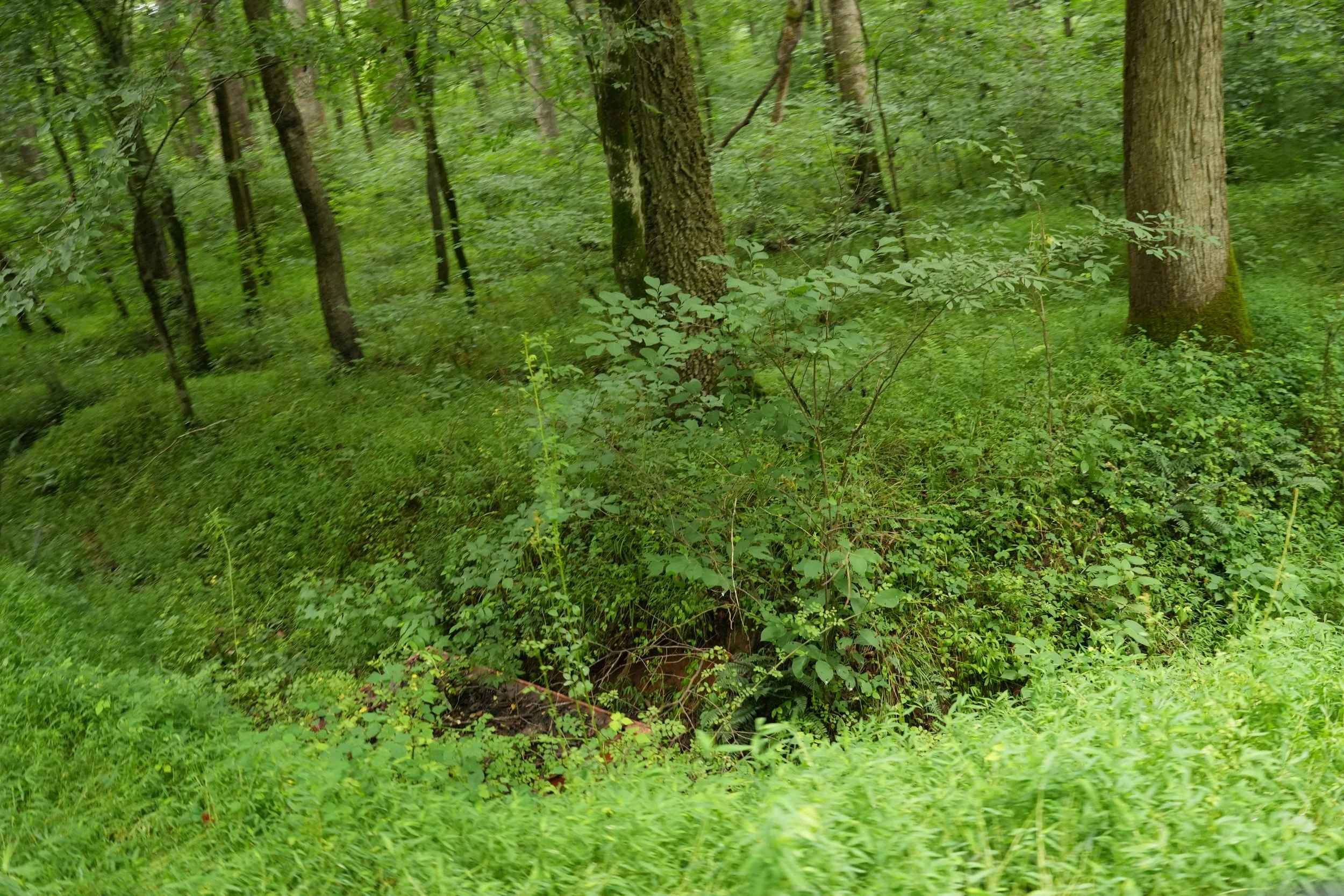 Dense green forest with tall trees and green foliage.