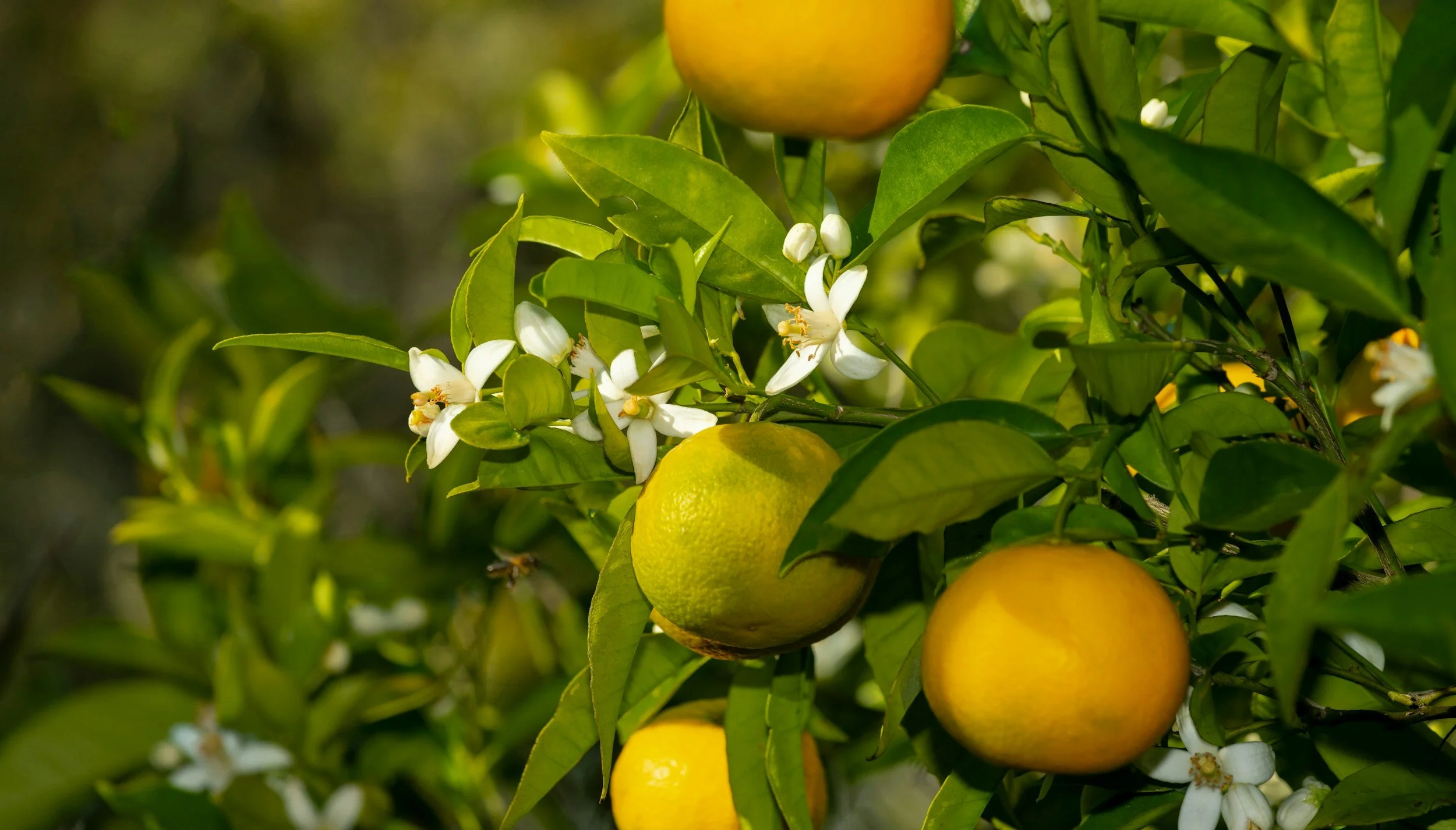 Close up of an orange tree with both fruit and flowers