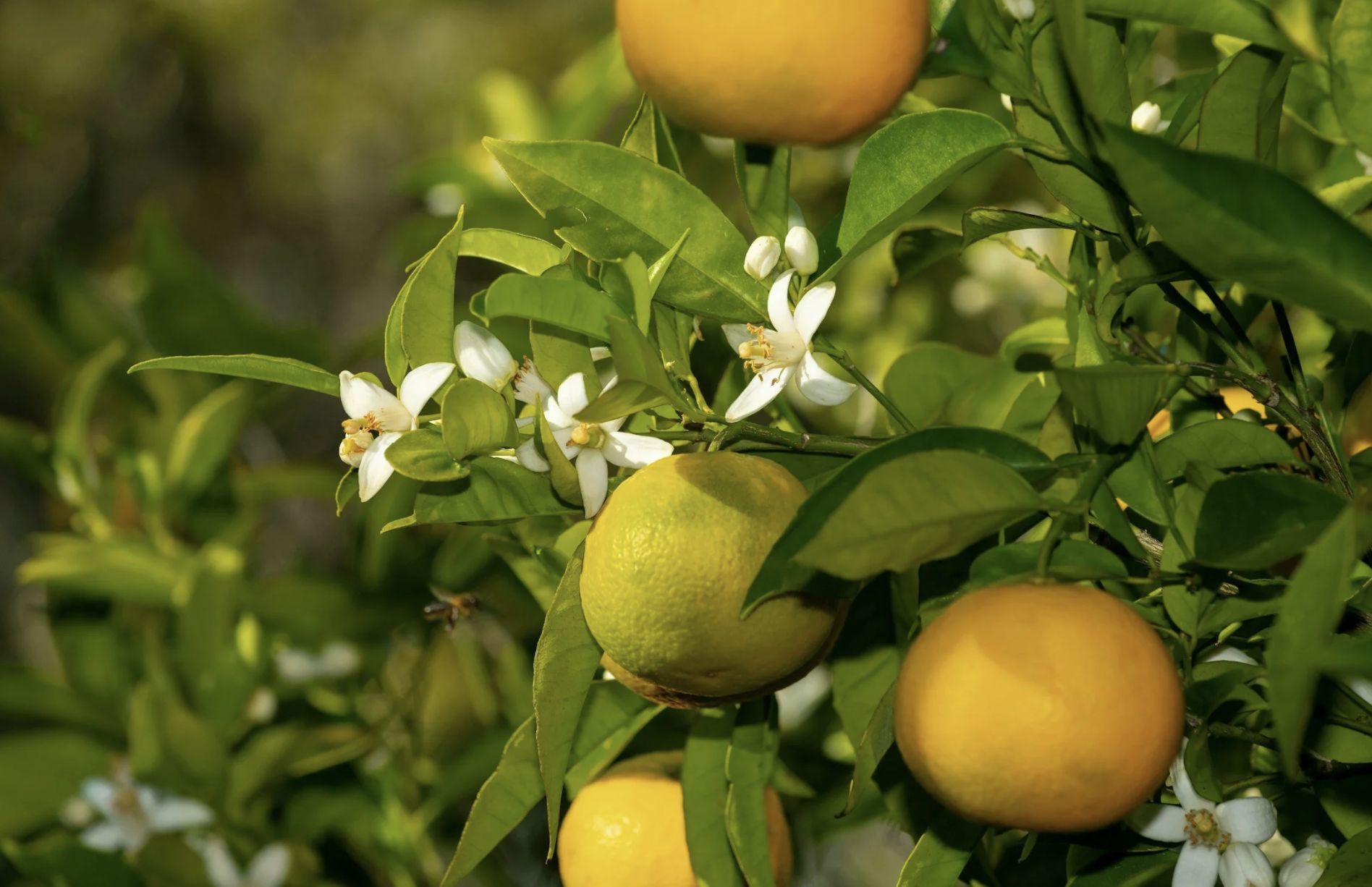 Time of Harvest Photo.png