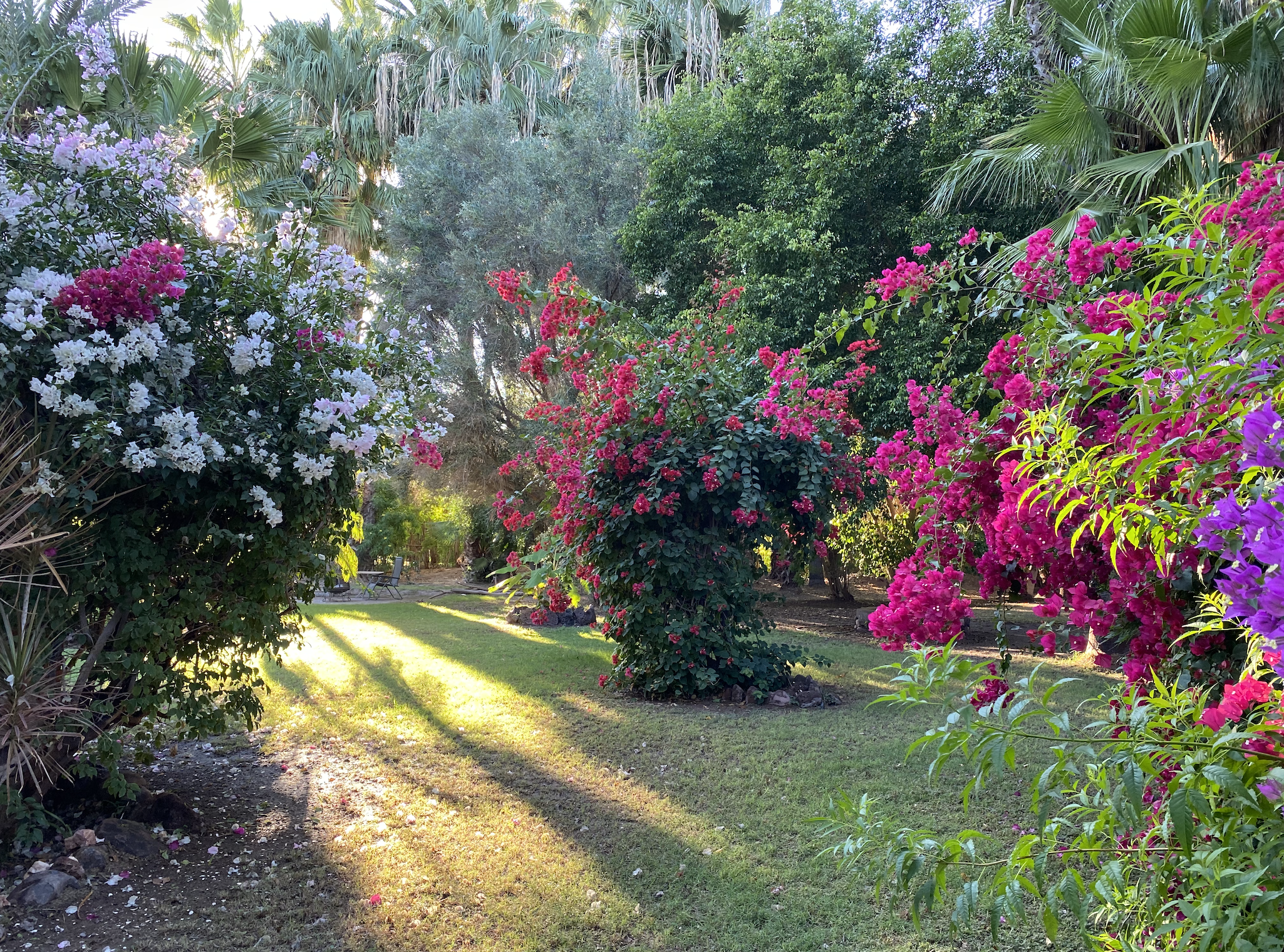 Susurro Flowers 2.png