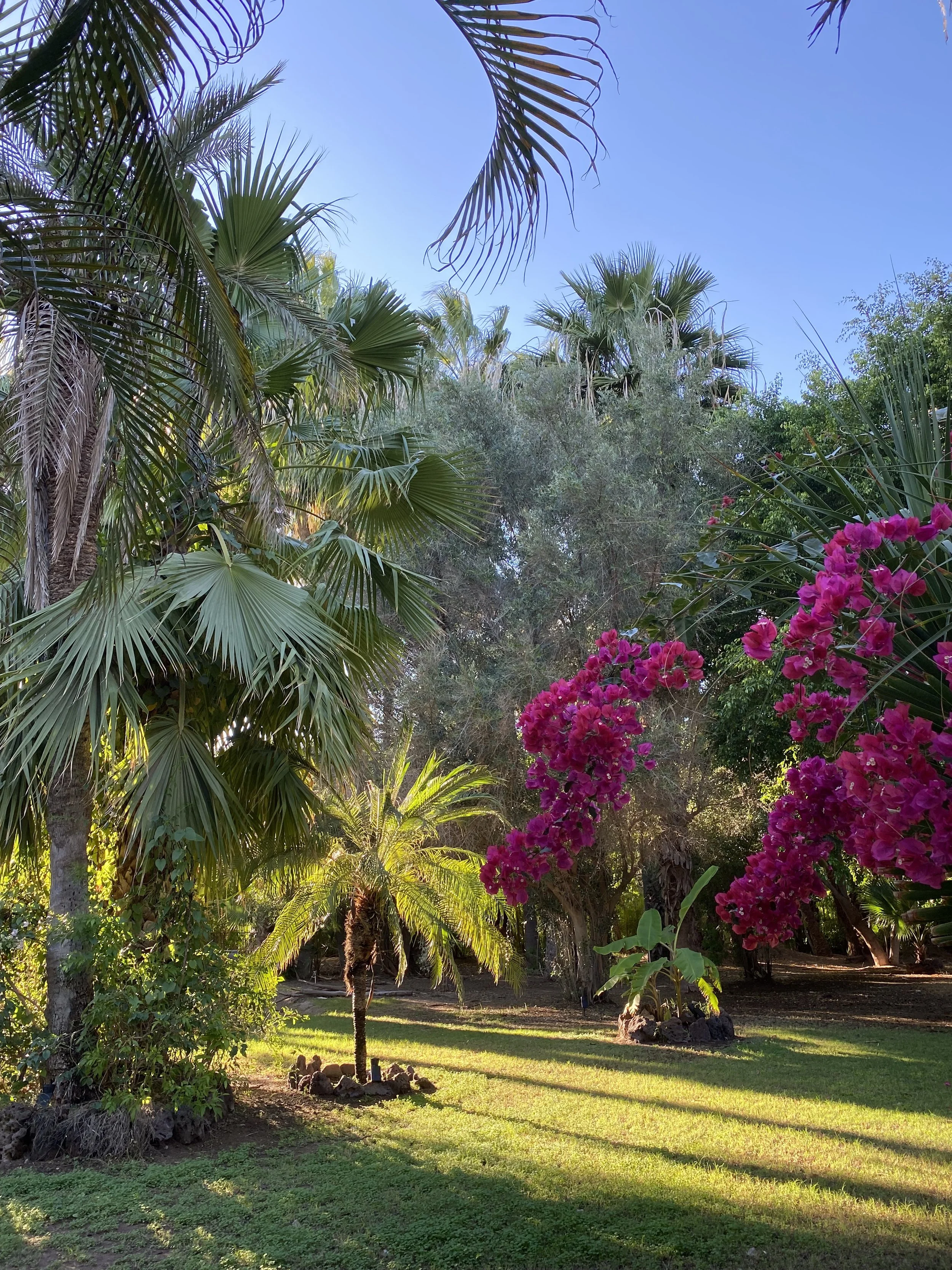 A lush tropical garden with various palm trees and blooming pink flowers under a clear blue sky.