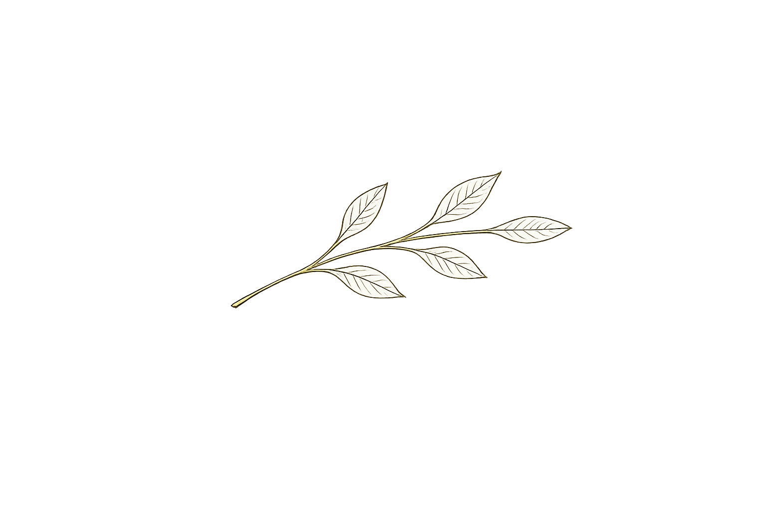 A delicate, light-colored illustration of a leafy branch on a black background.