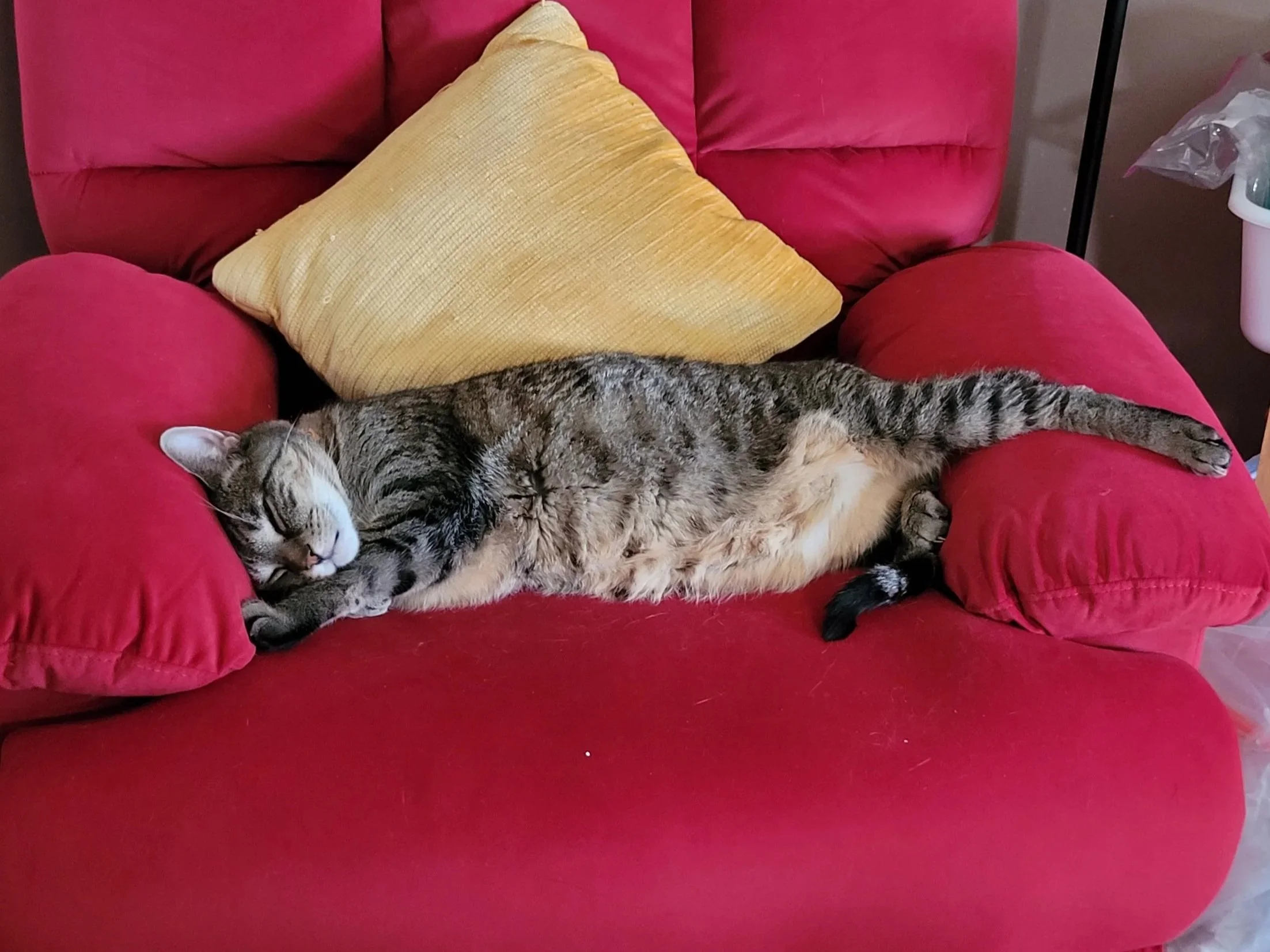 ZONKED!