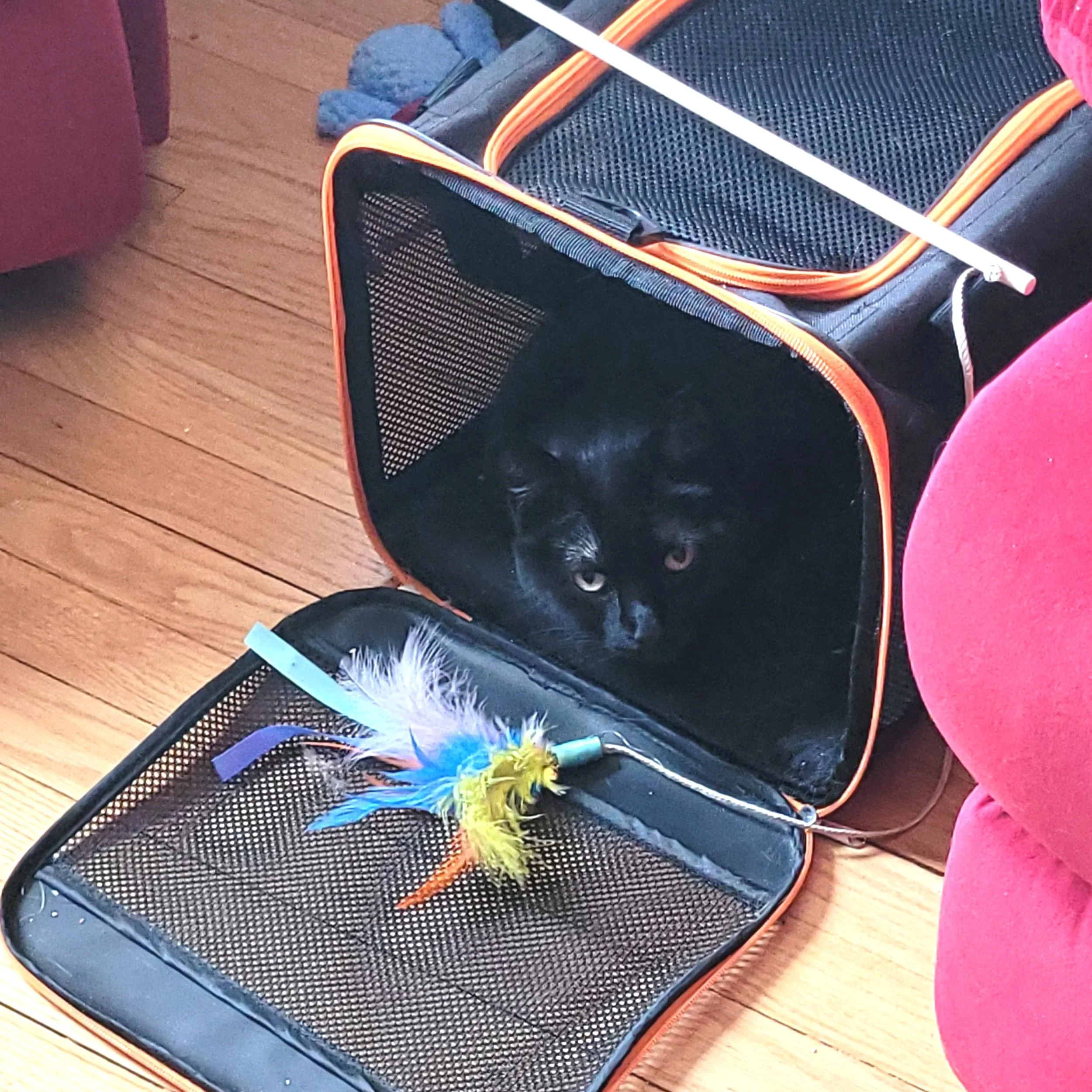 If only Onyx would do this when he actually had a vet visit.... *sigh*