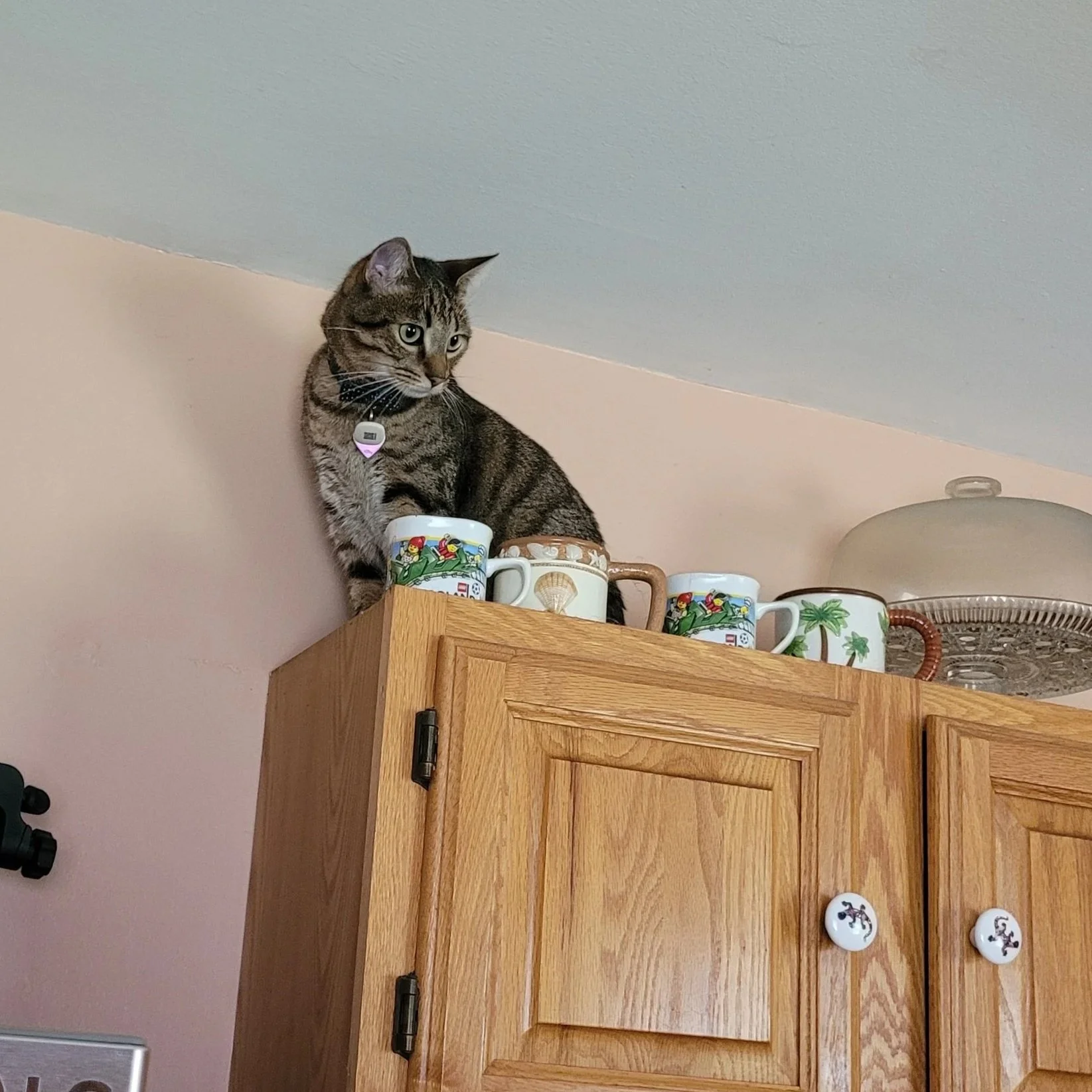 Scout is the perfect name for this boy. No fear of heights here!