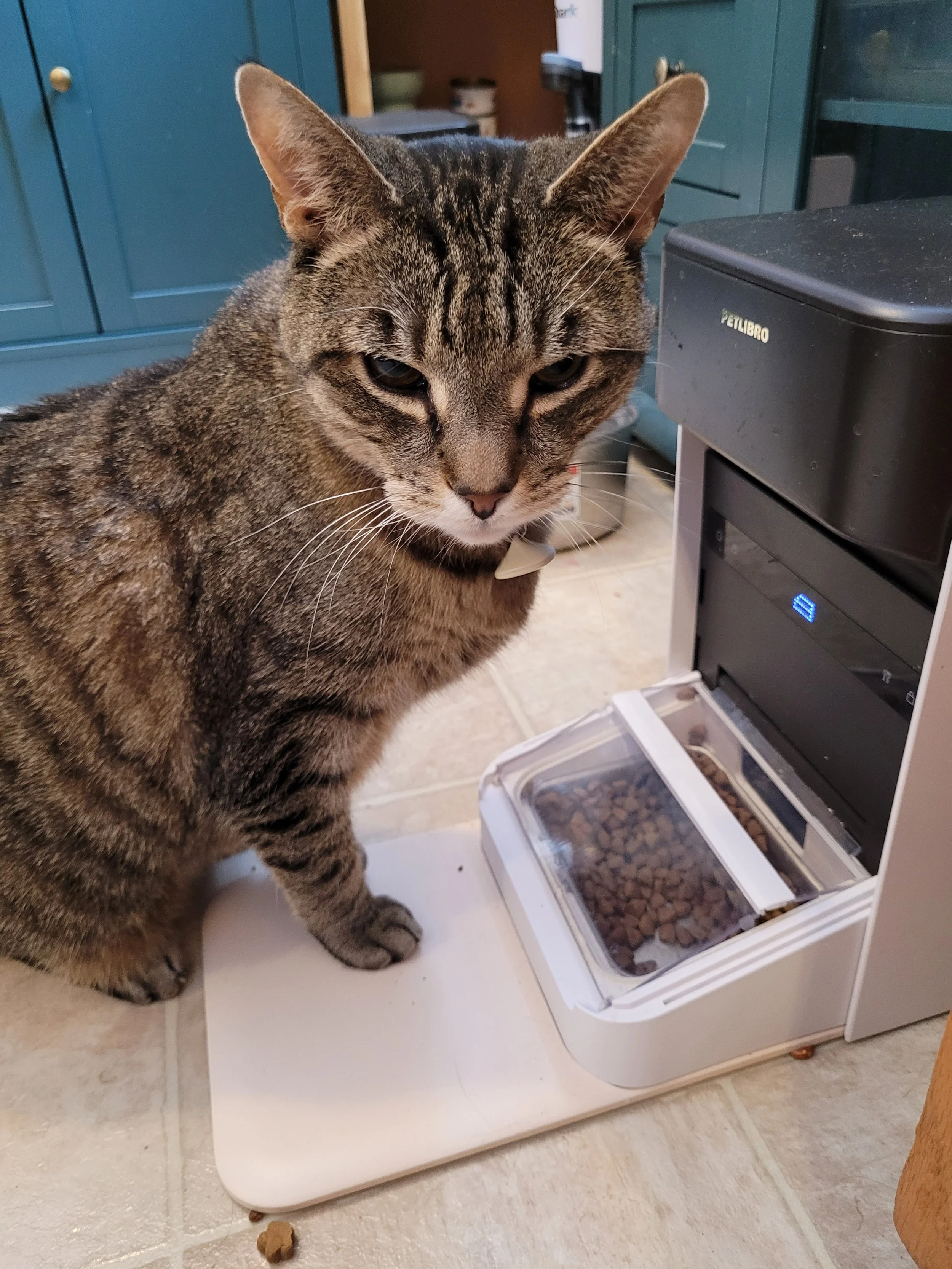 Hobbes need food!