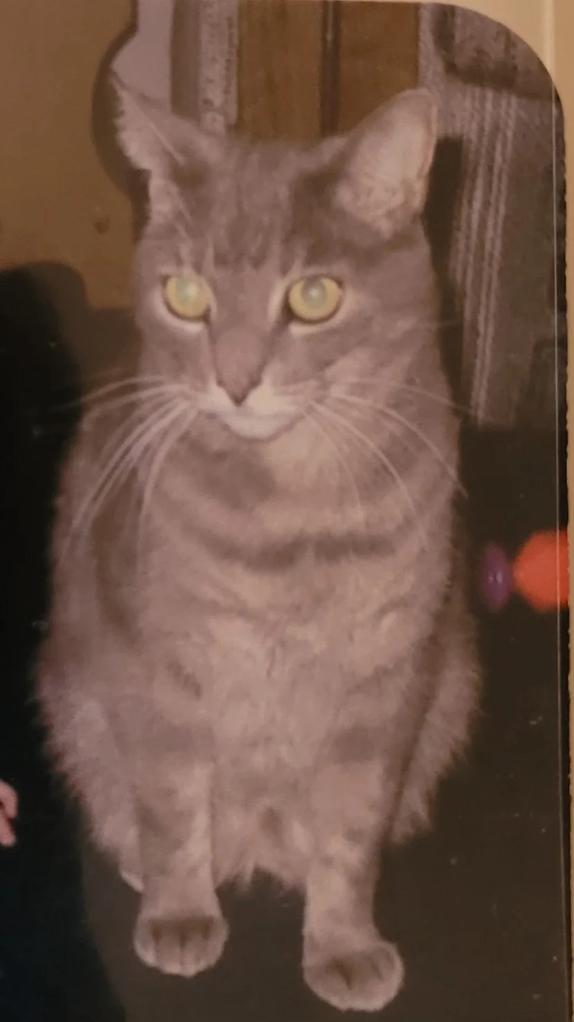 Our girl Toluca (RIP). Only old school photos of her. 