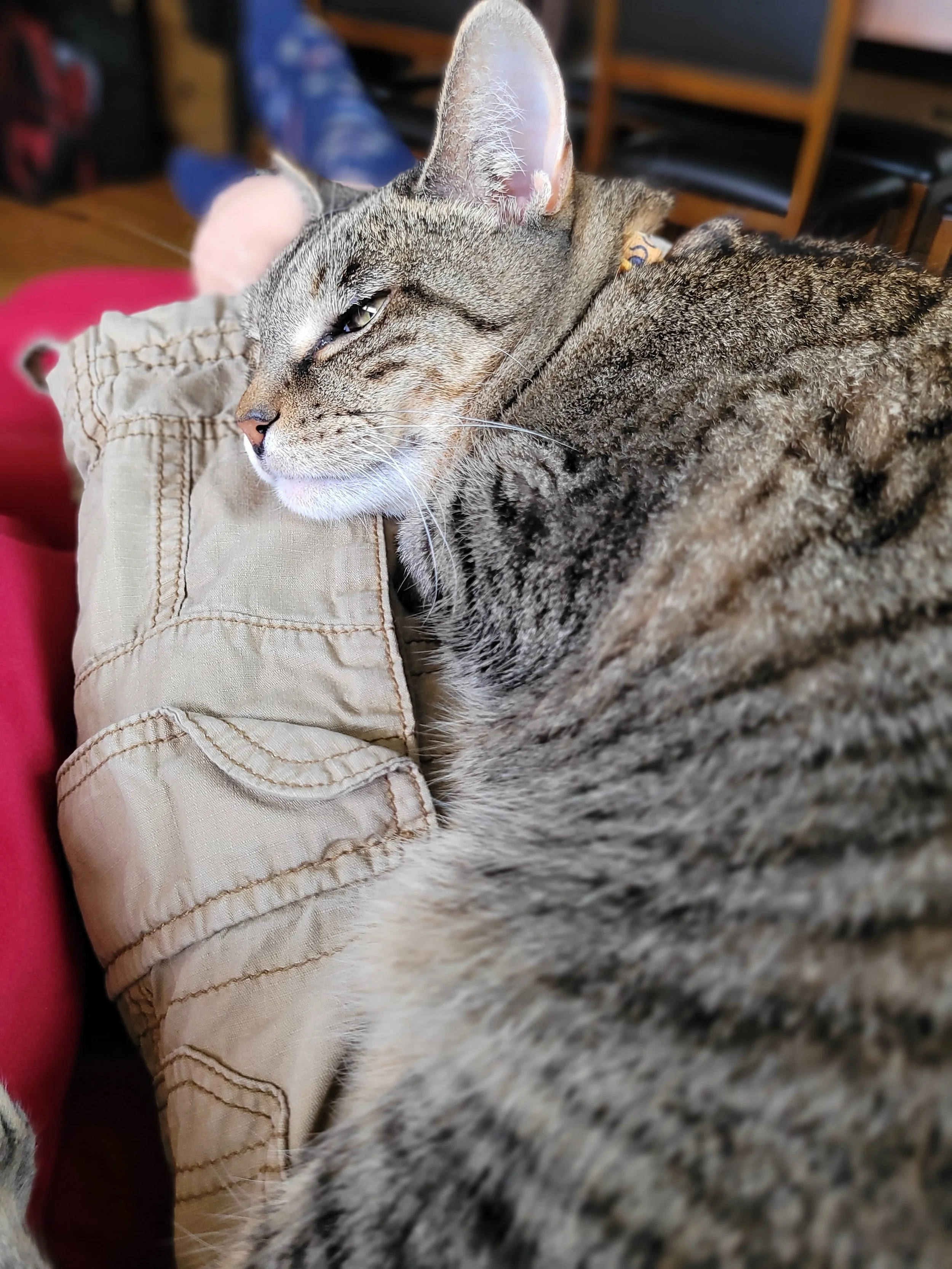 Have lap? Will nap.