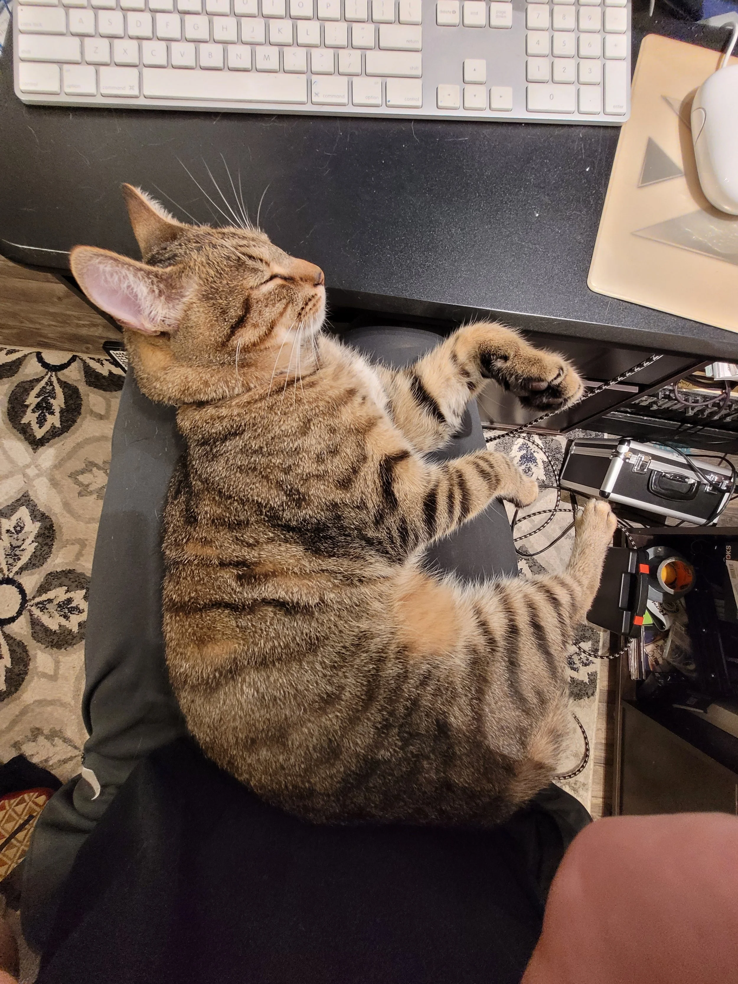 Scout's lap nap