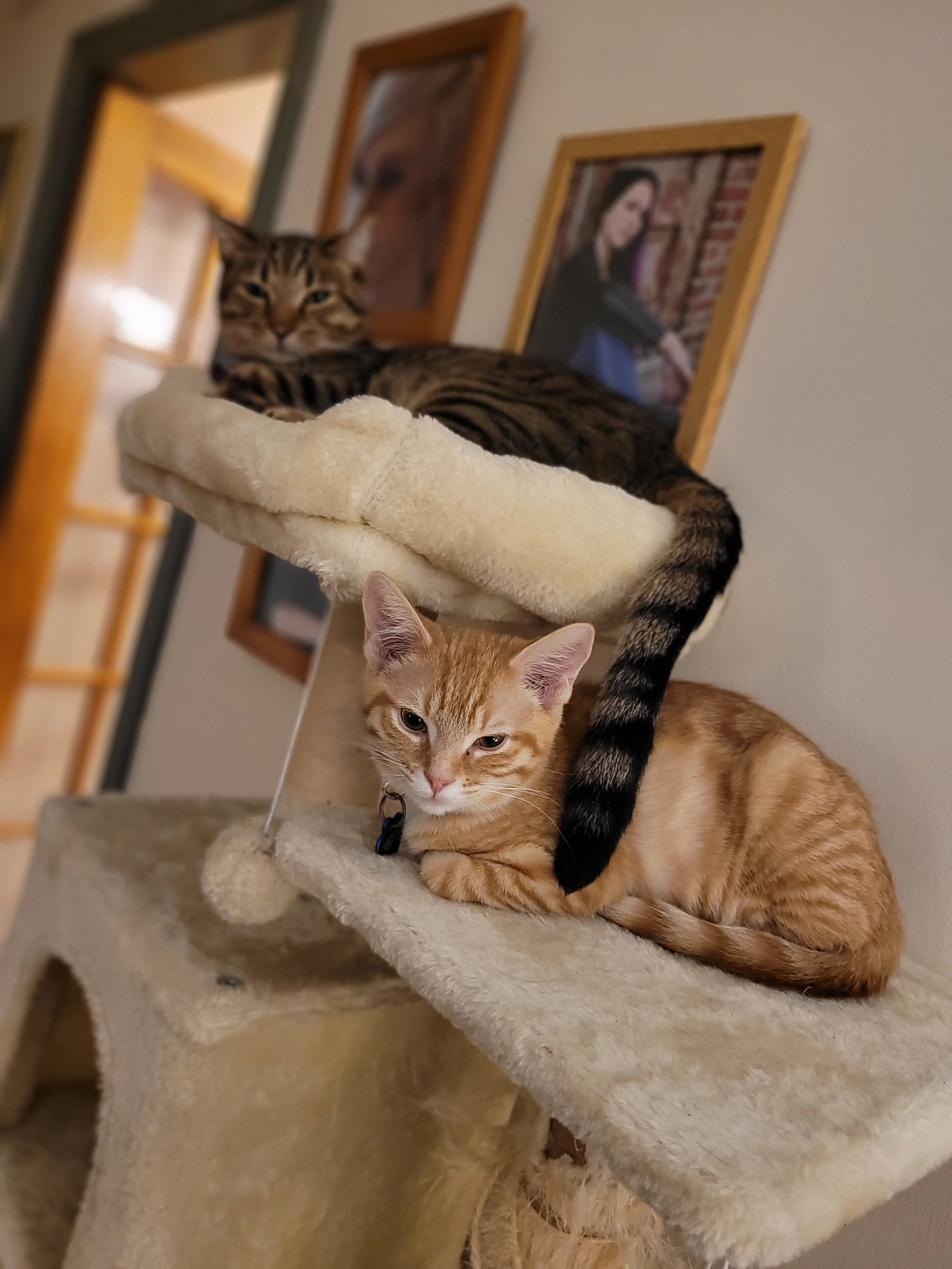 "Is my tail in your way, Leo?"